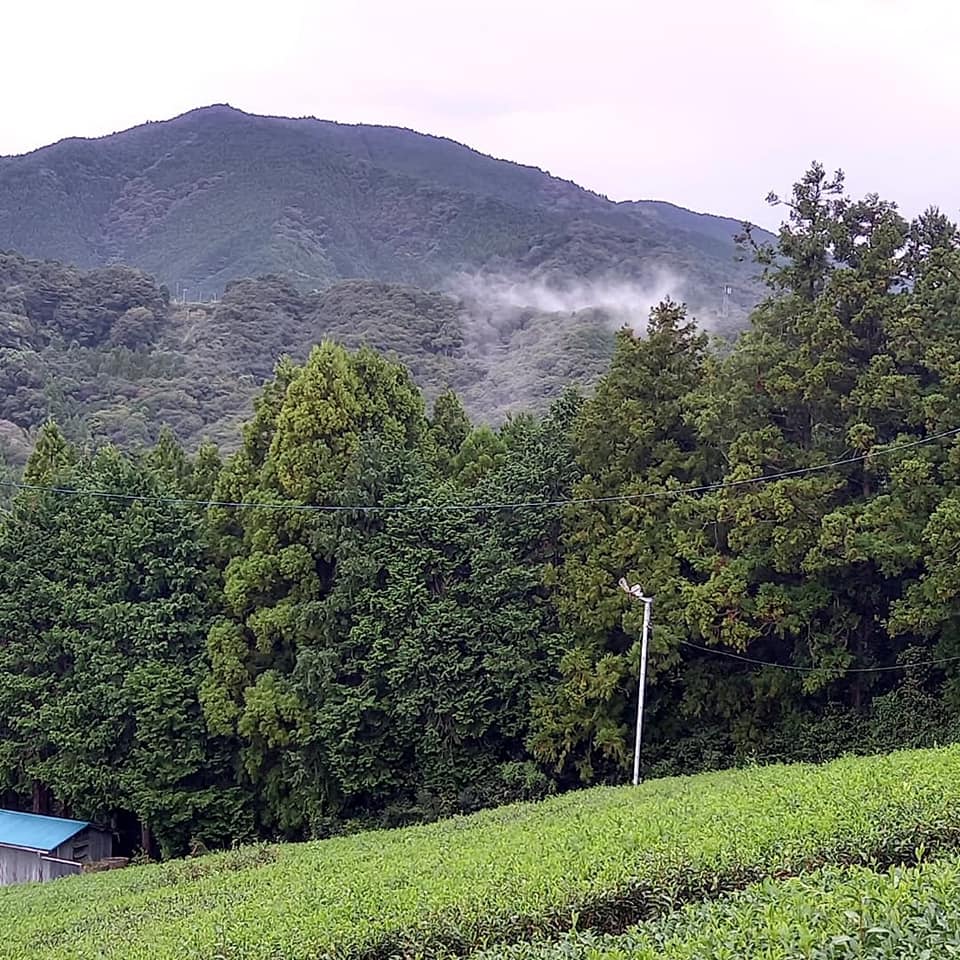 雨上がりの茶畑