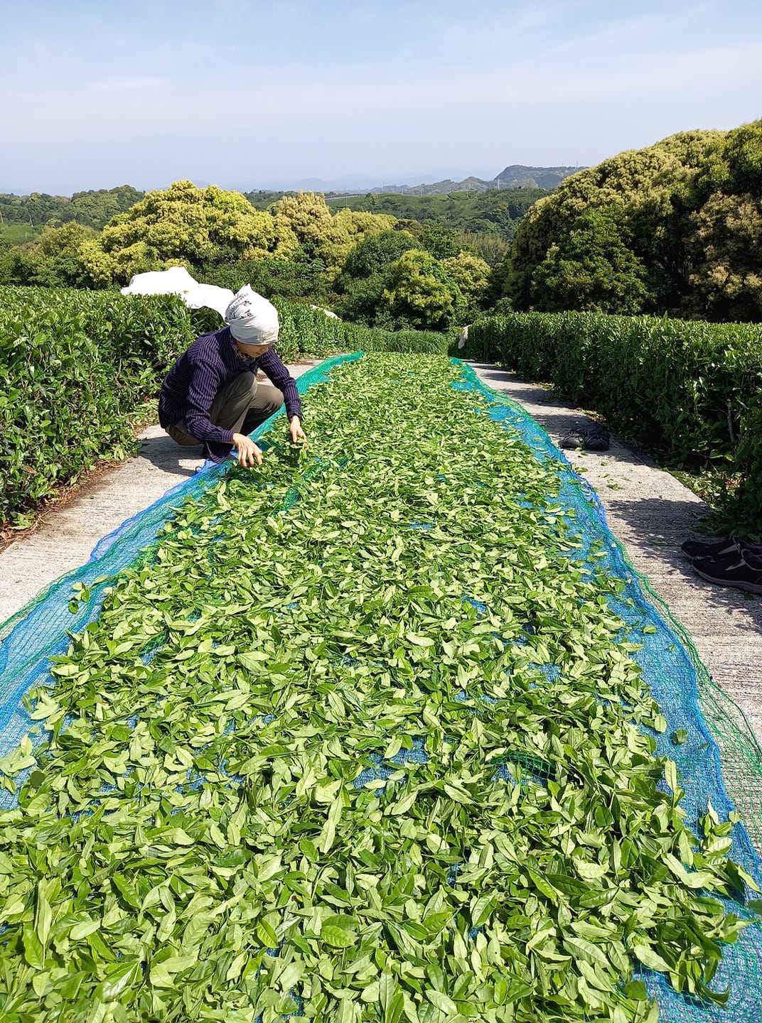 新茶の予約始まりました