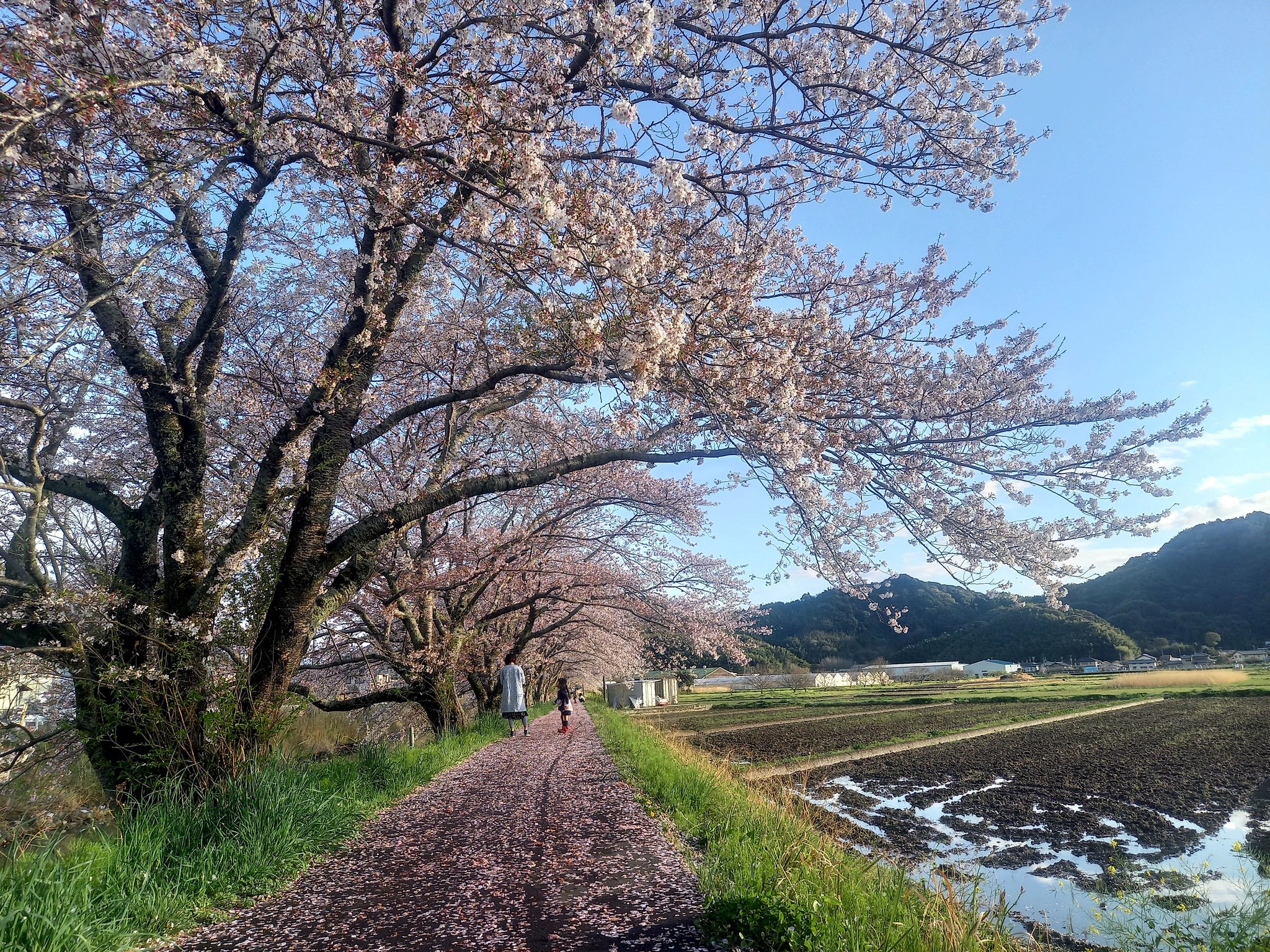 桜の風景