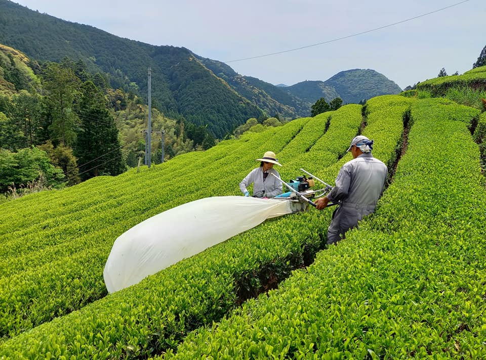 今日の様子と荒茶