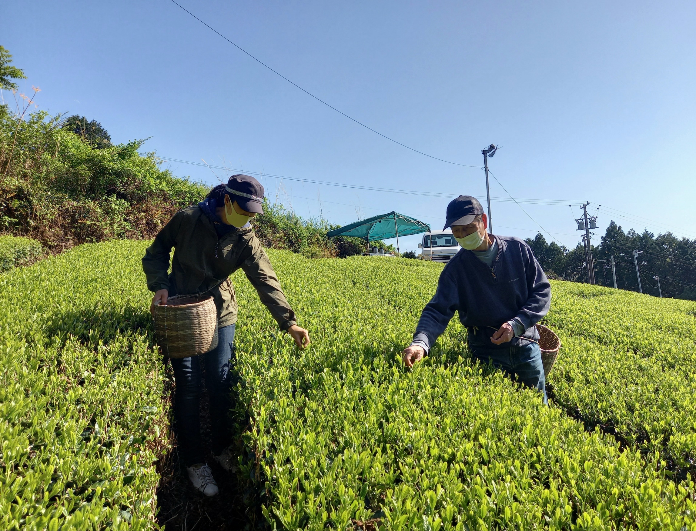 藤枝おんぱくイベント「茶摘みでお茶の新芽を味わおう」NO,2