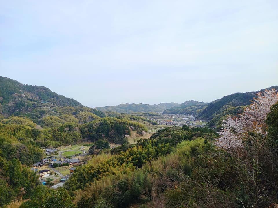 山桜