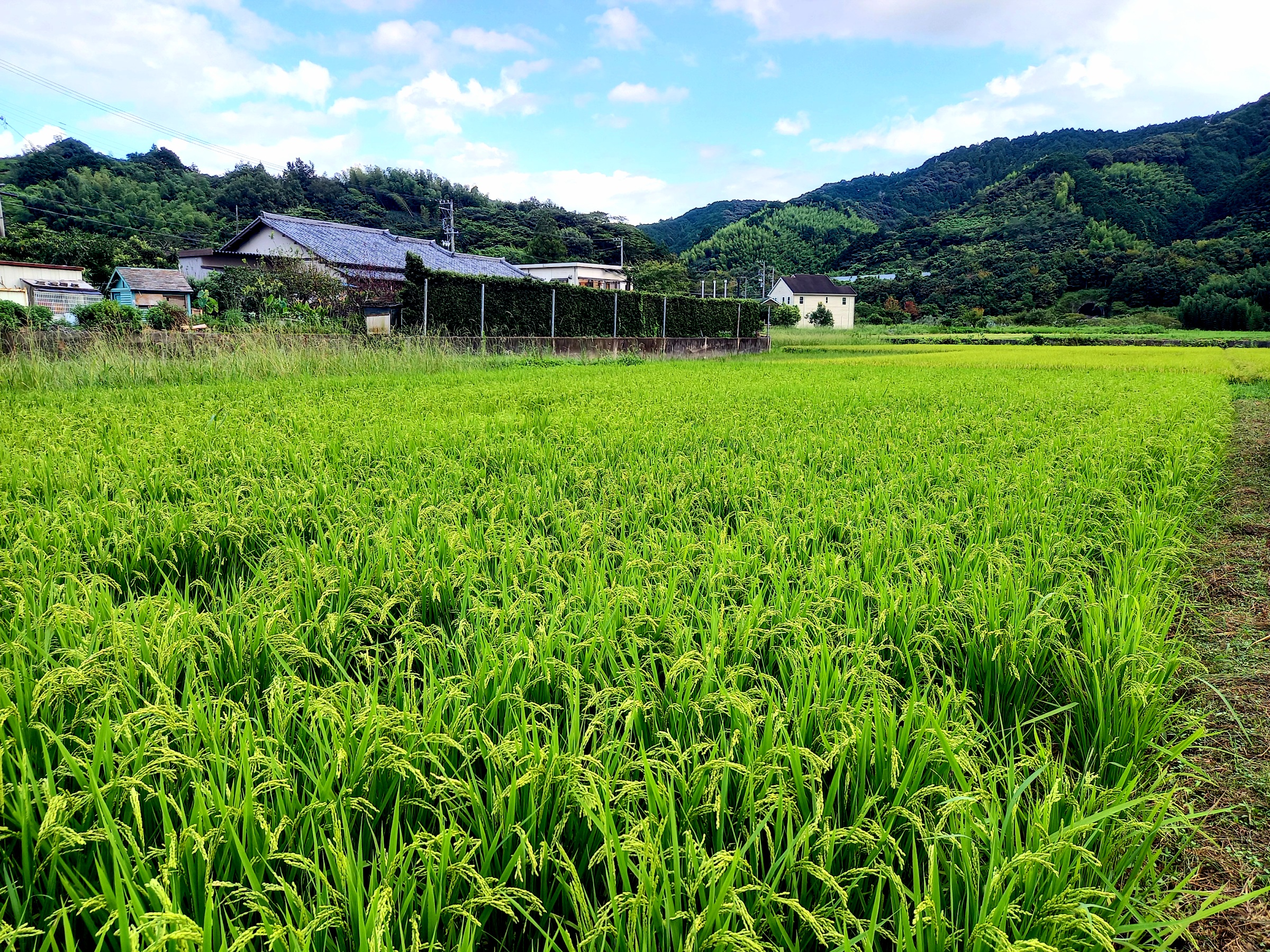 田んぼ