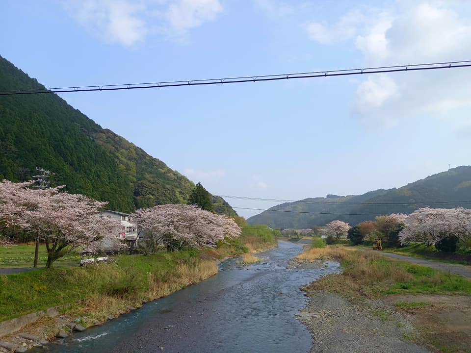 瀬戸川の桜