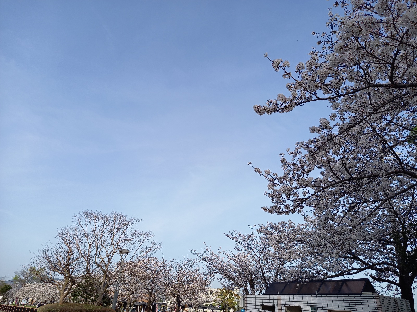 先日が満開の桜