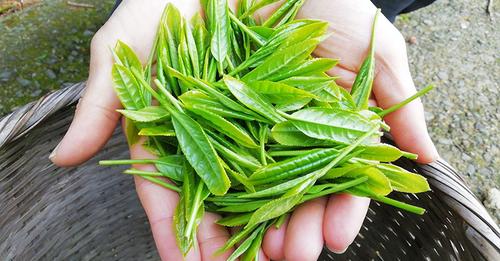 お茶の新芽の販売