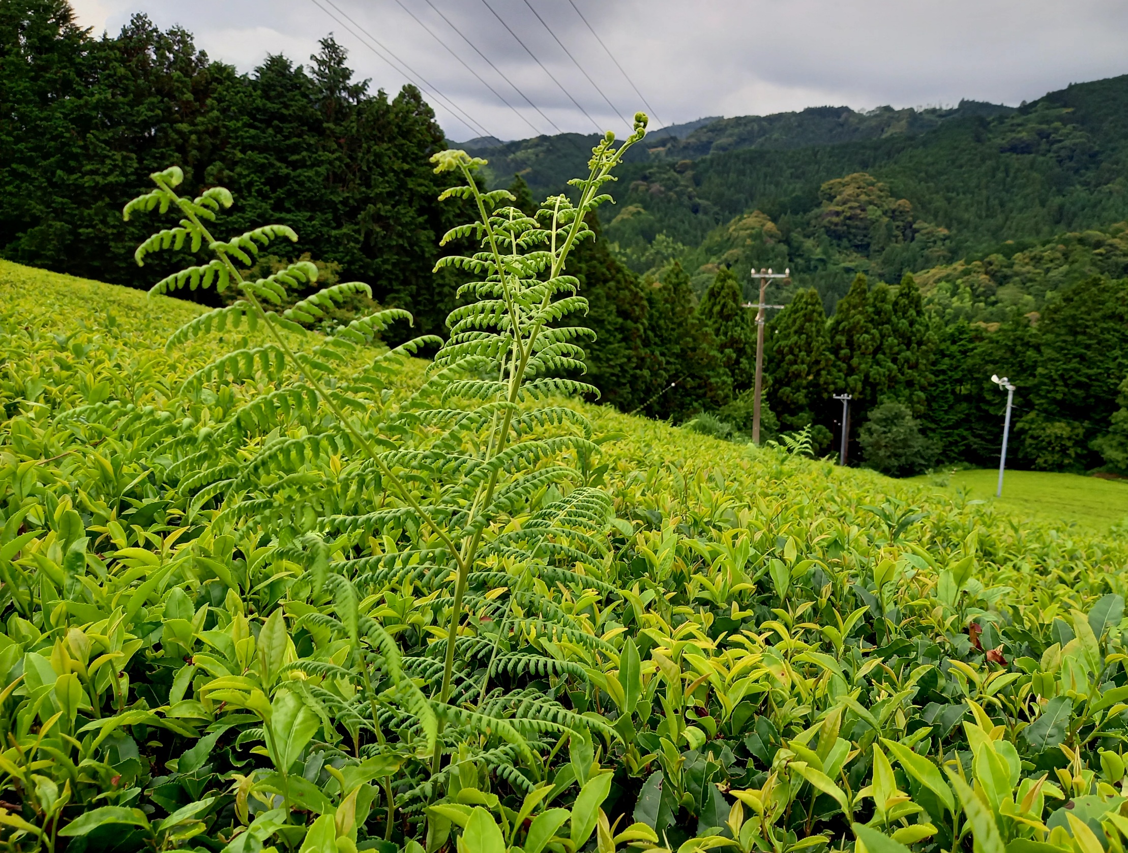 二番茶とは？