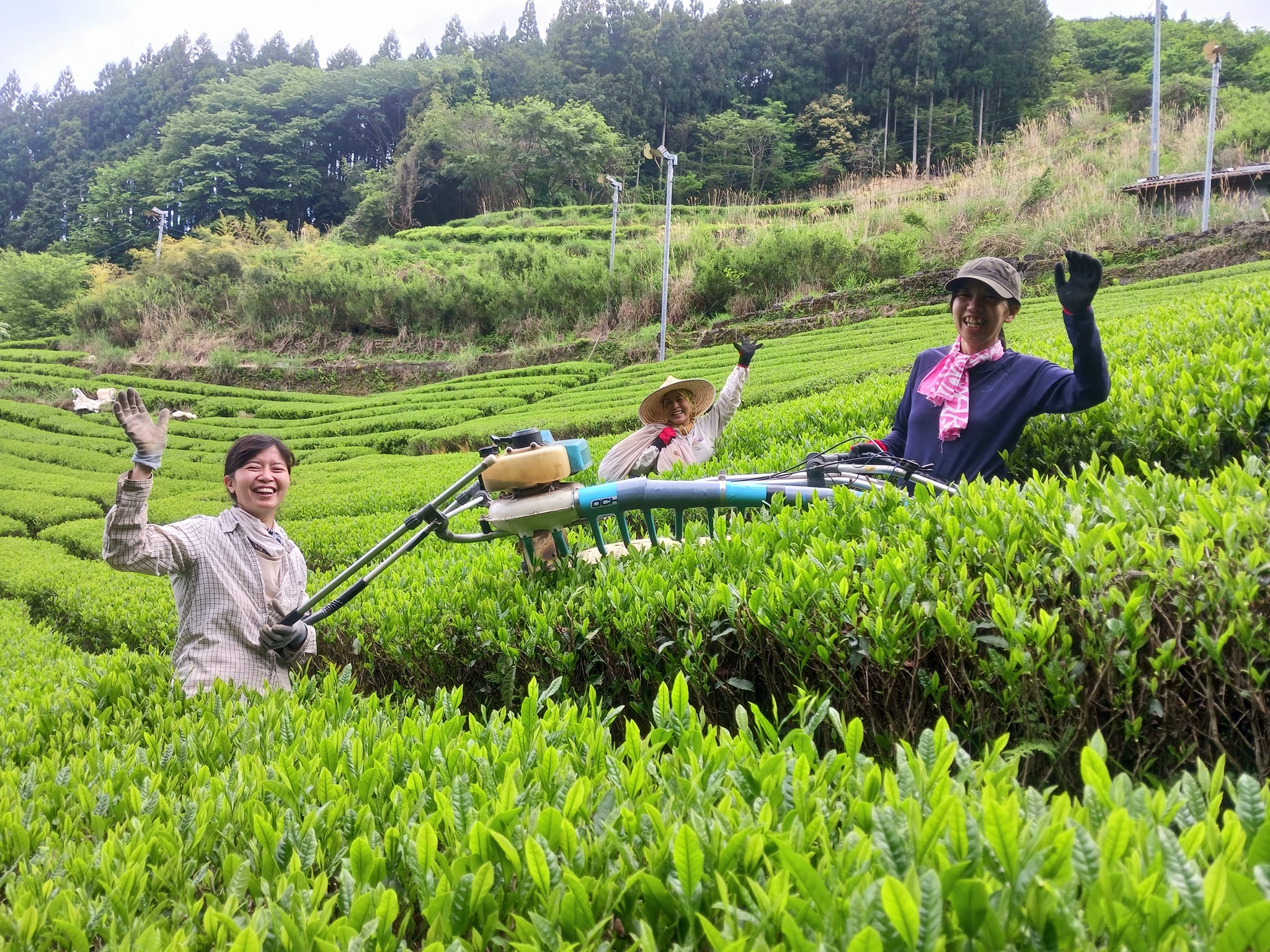 2024年　新茶のご案内