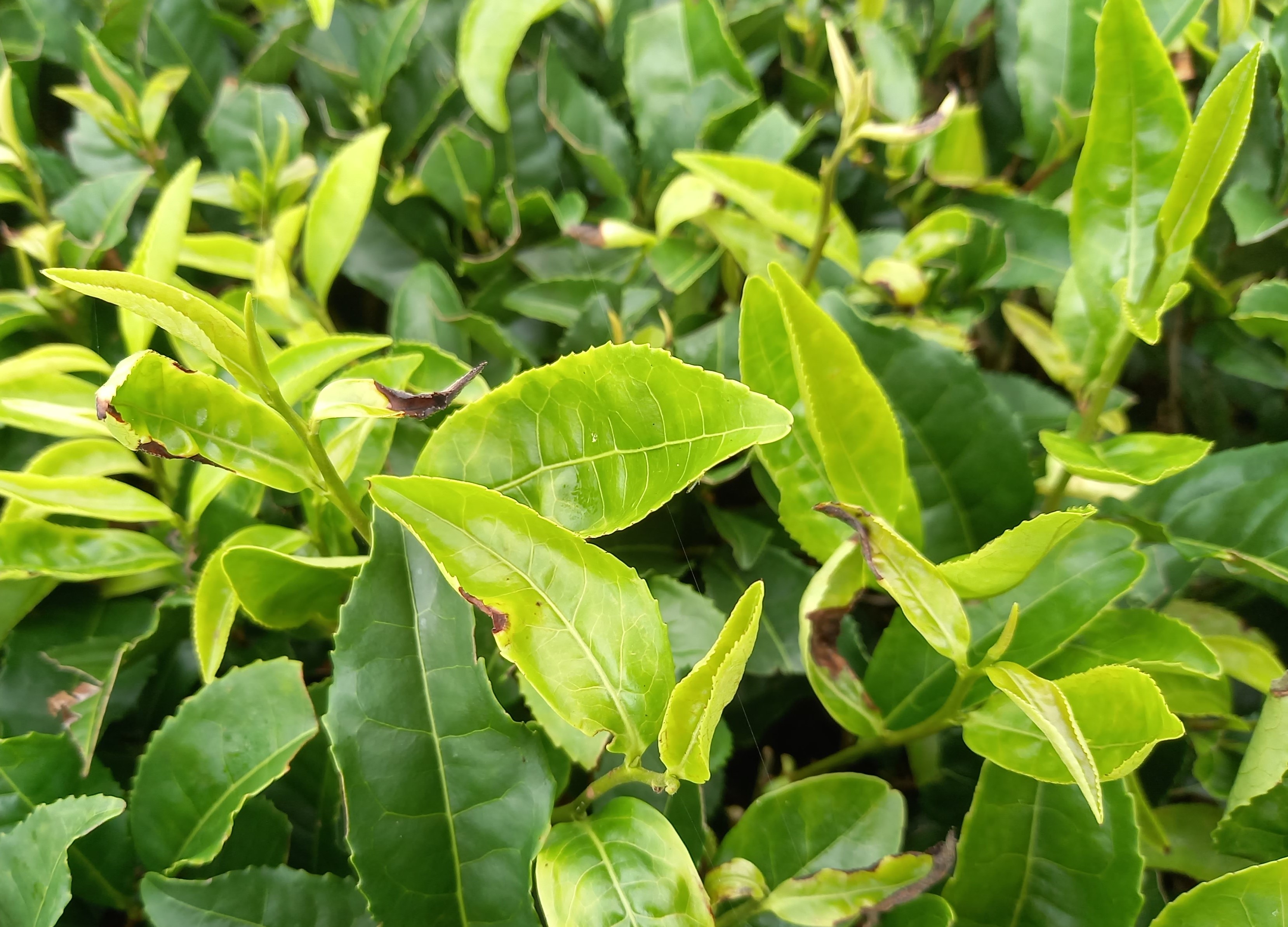 二番茶で和紅茶を作るのは