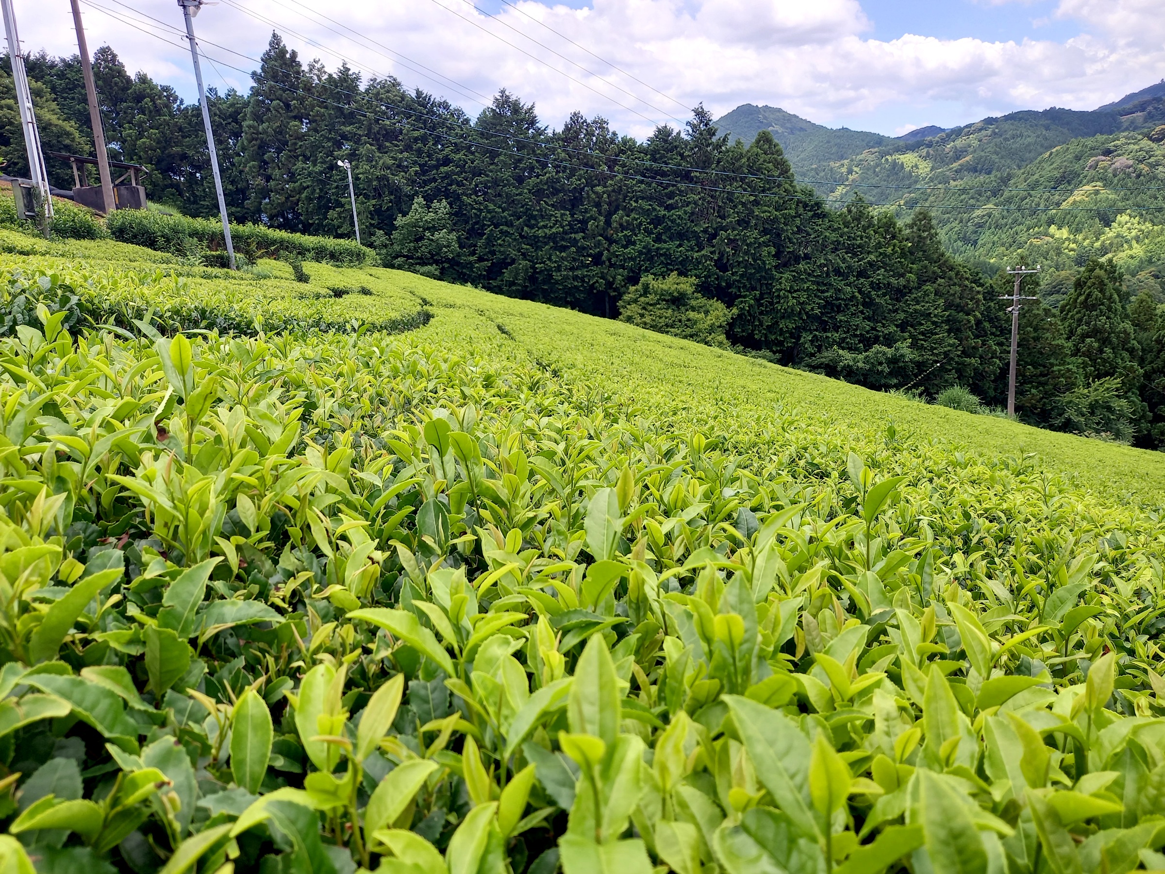 まもなく二番茶