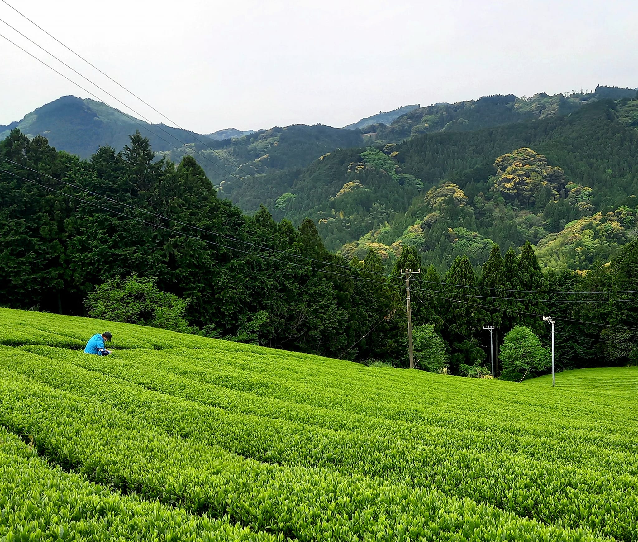 藤枝おんぱく「茶摘みでお茶の新芽を味わおう」開催