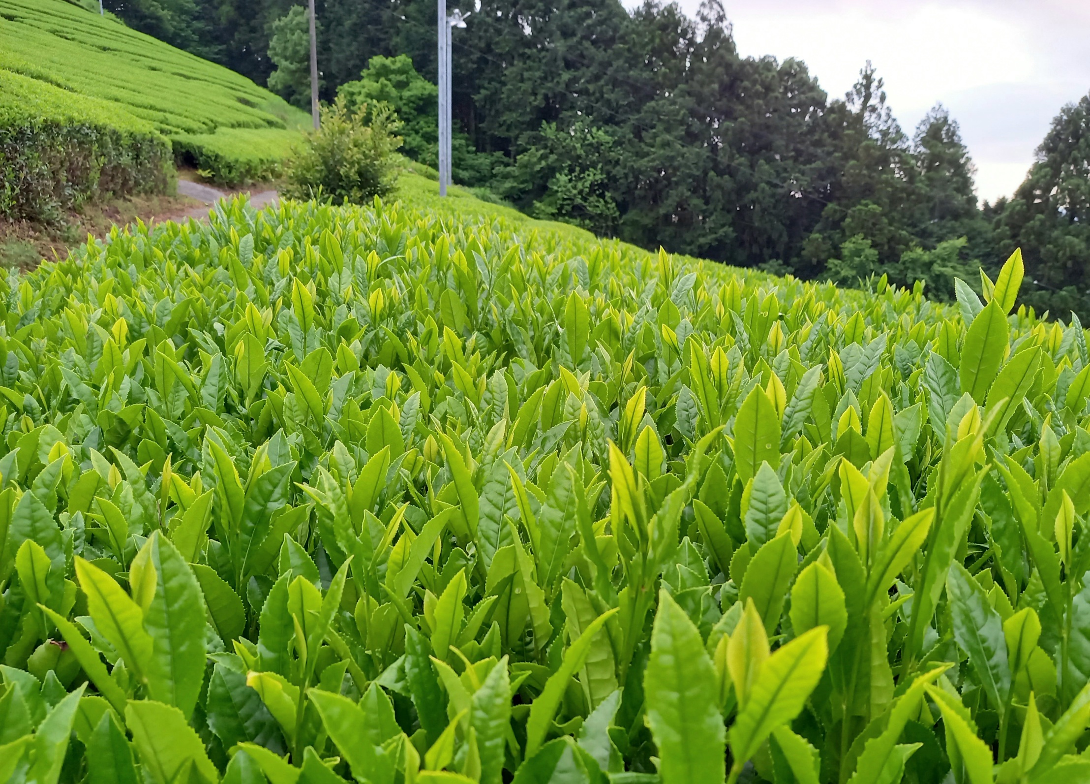 釜炒り茶の製茶方法