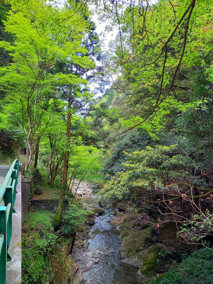 滝の谷不動峡の新緑