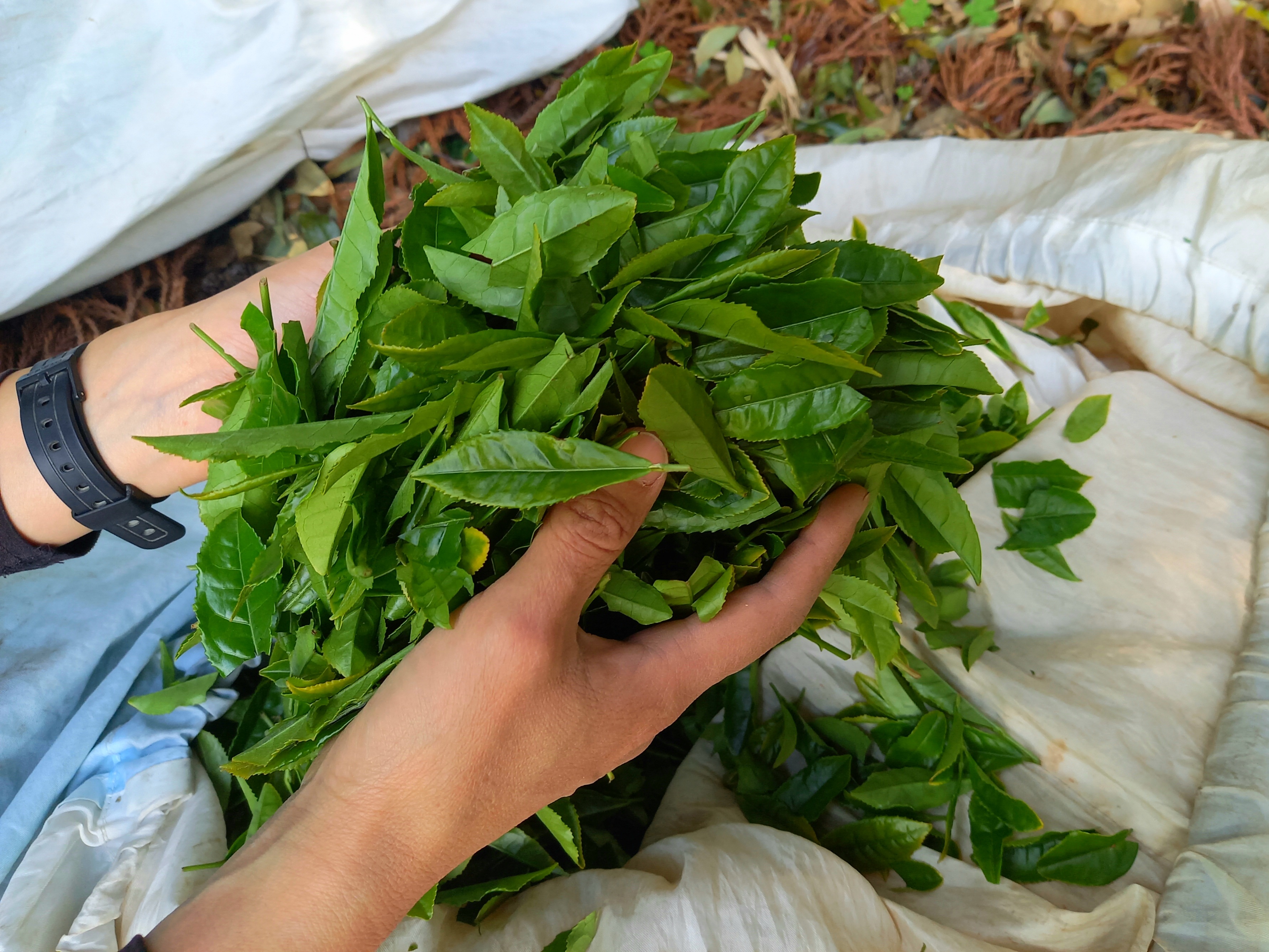 釜炒り茶の収穫