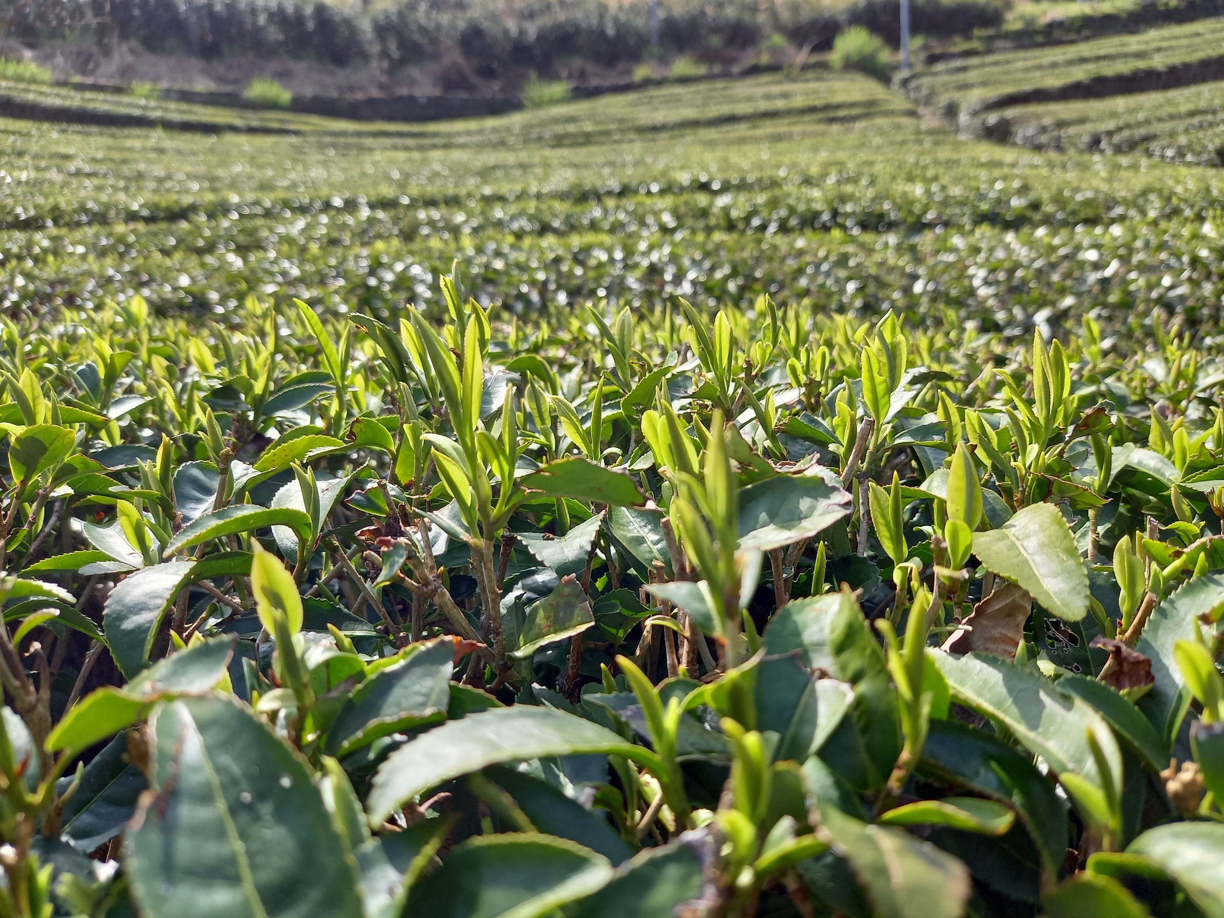 今年の一番茶は