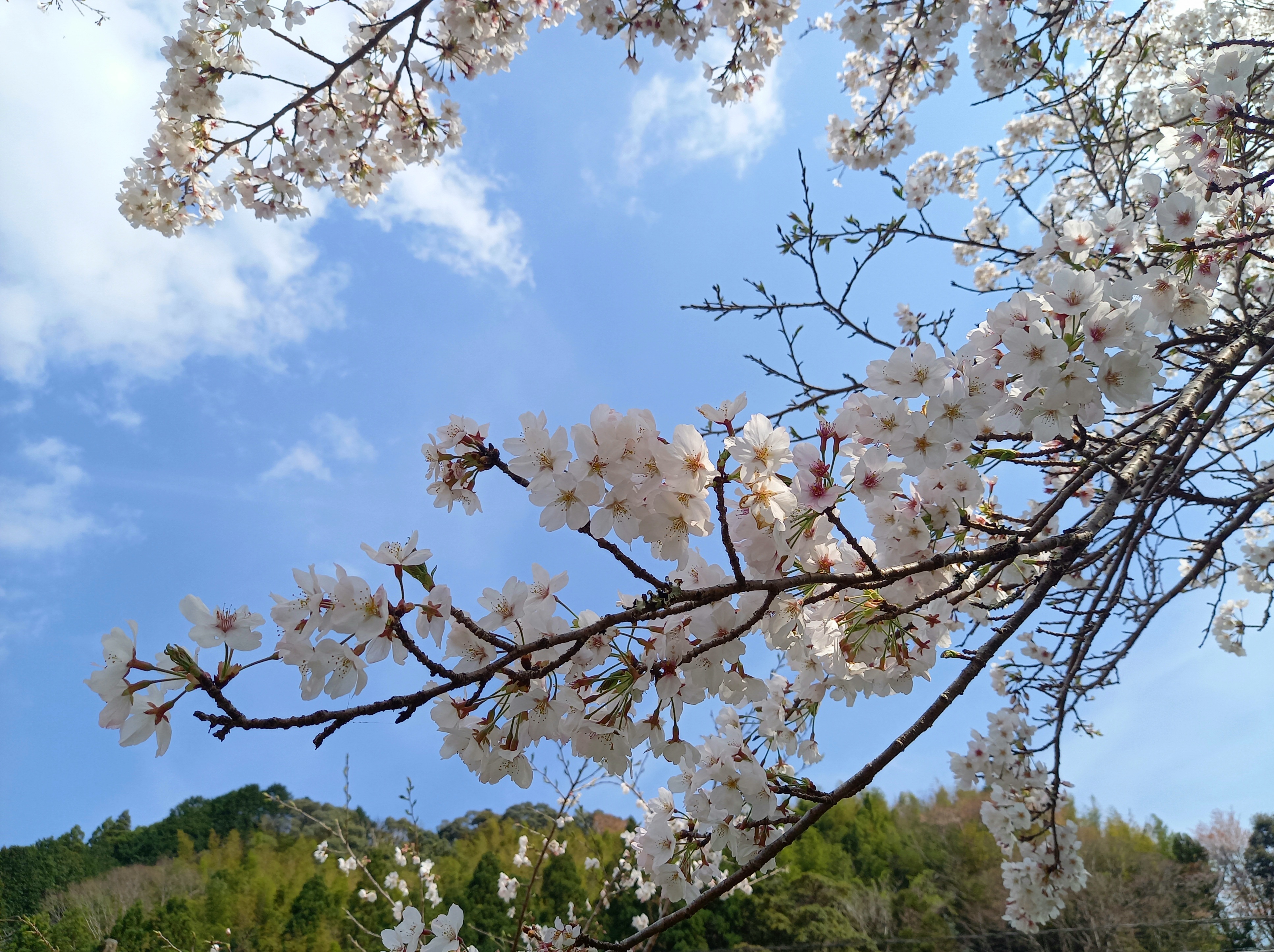 里山の桜