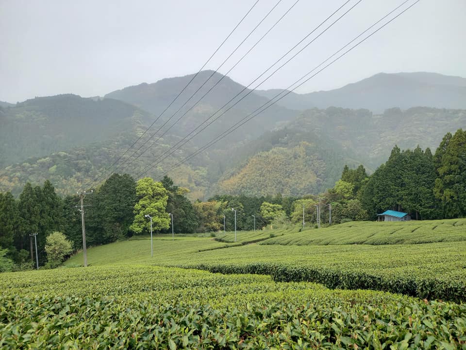 茶畑の様子