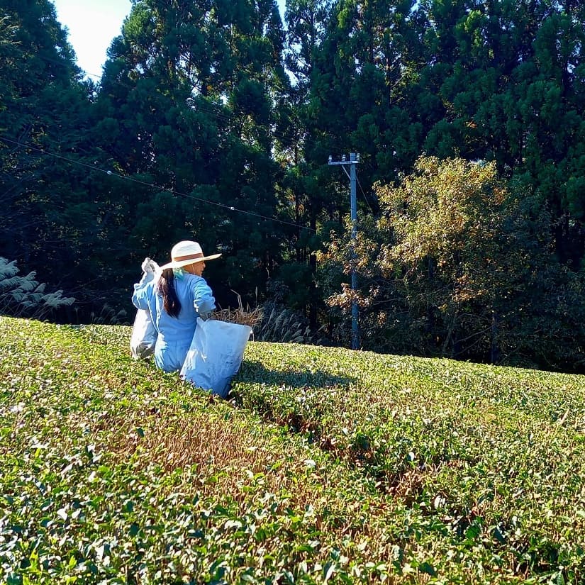 ワラや茅の敷き込み