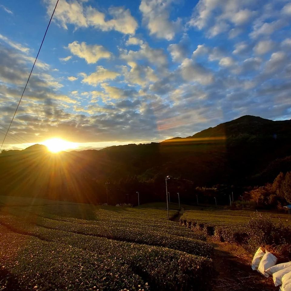 茶畑の夕日