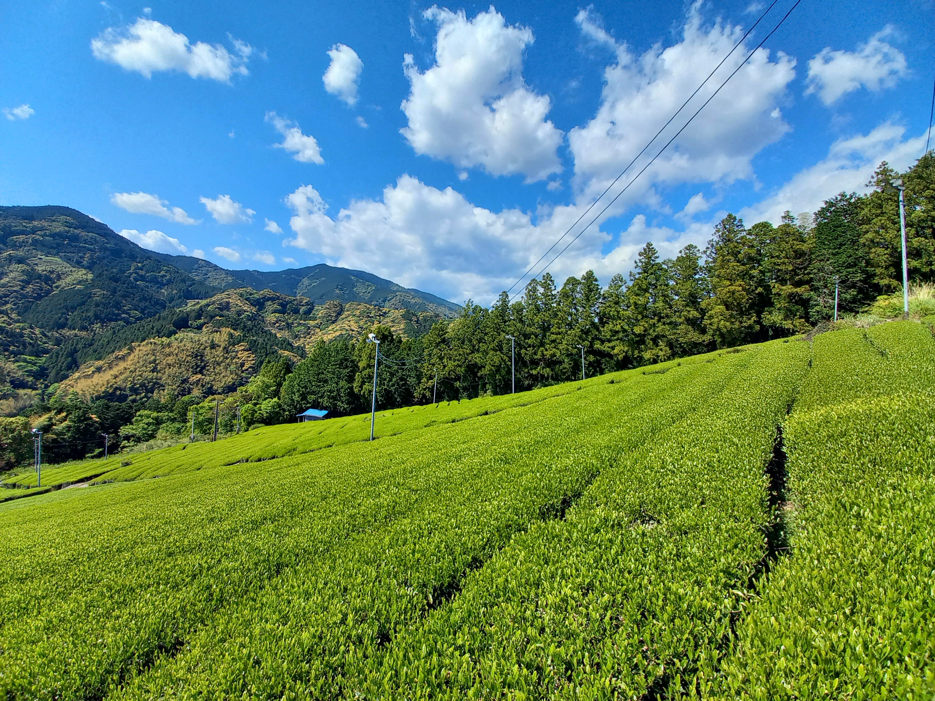 茶畑の風景