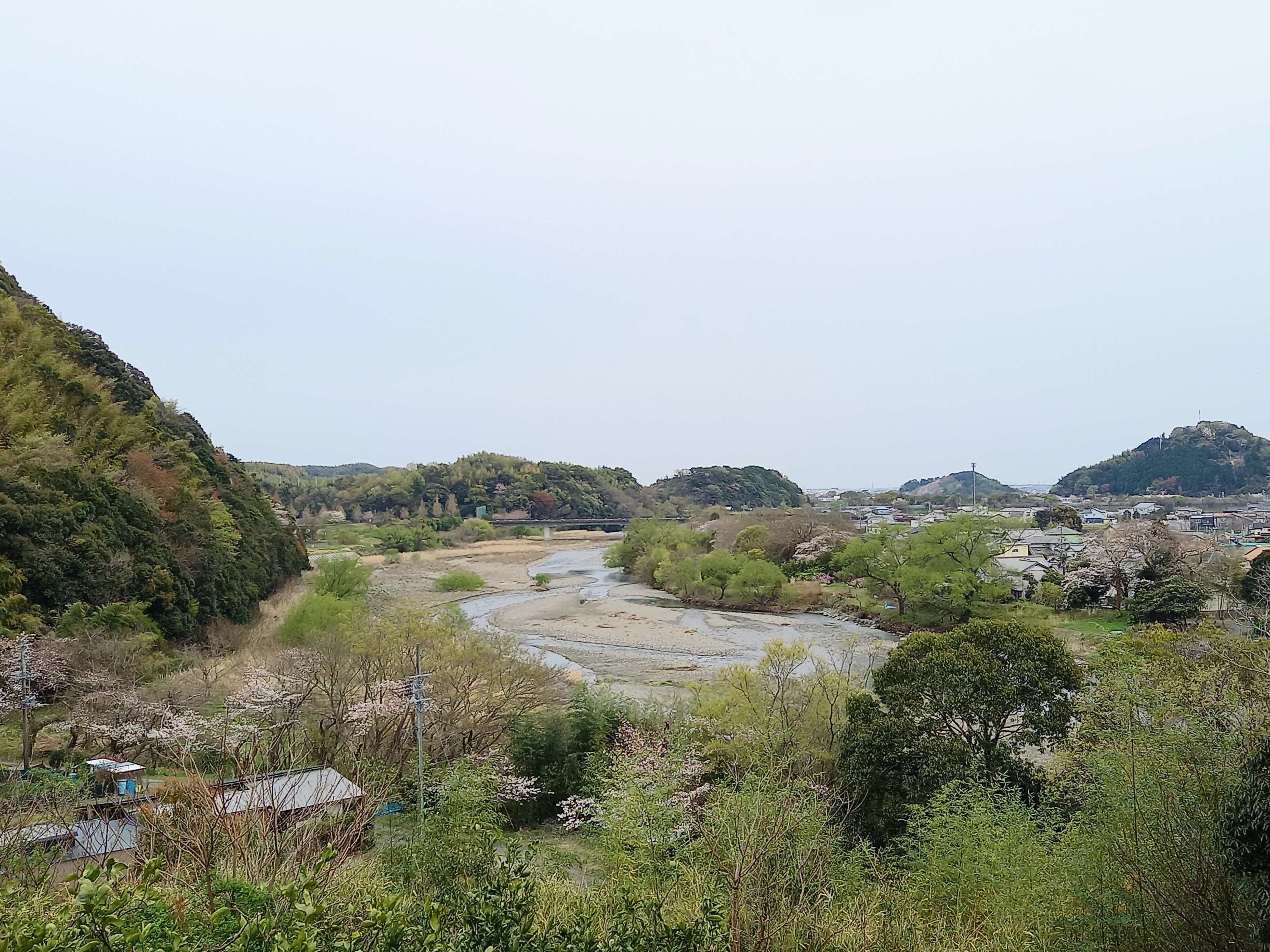 桜が咲いてます