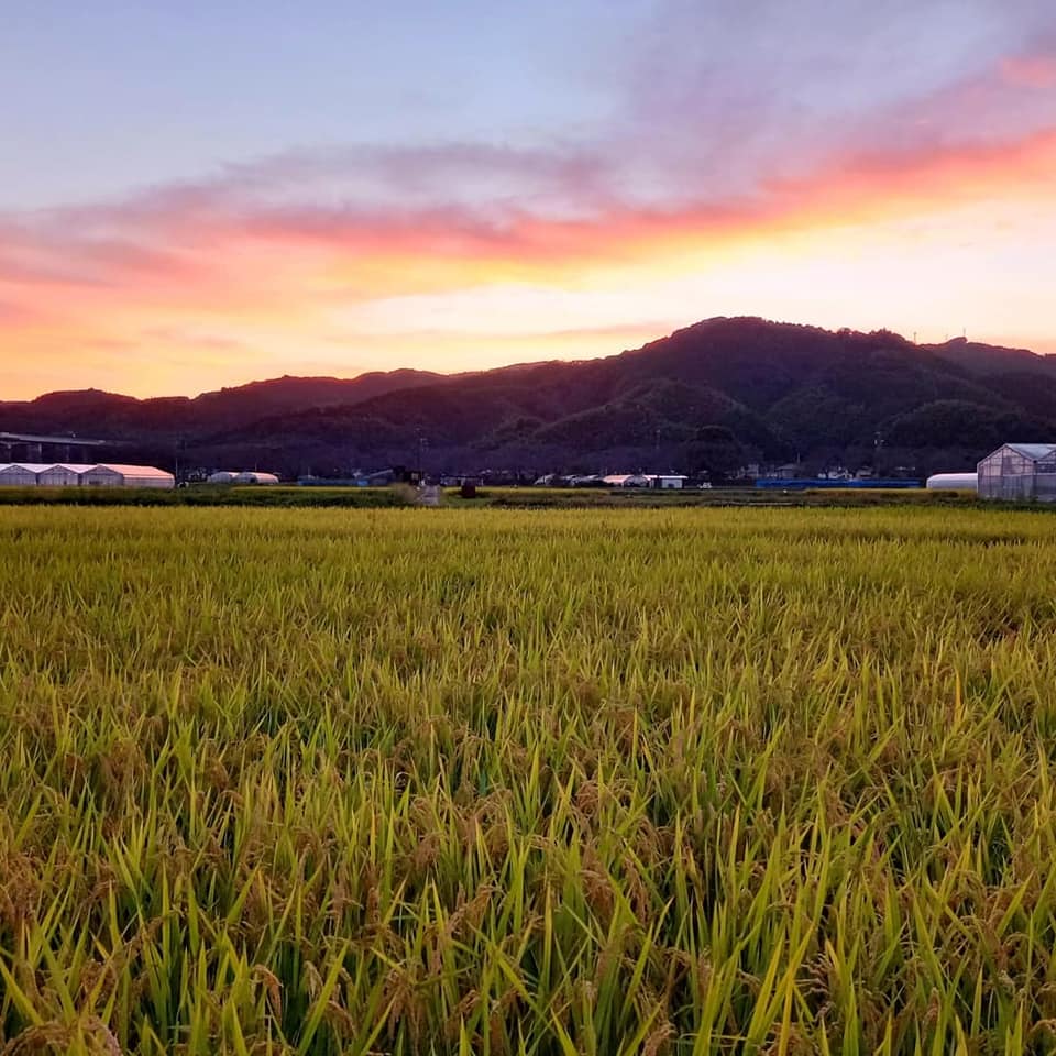 夕日の田んぼ