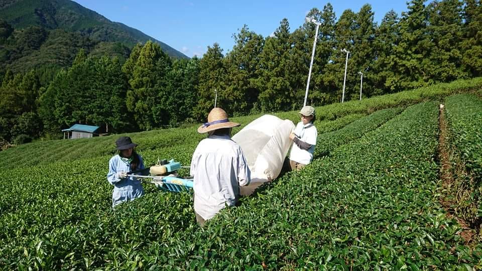 お茶の収穫