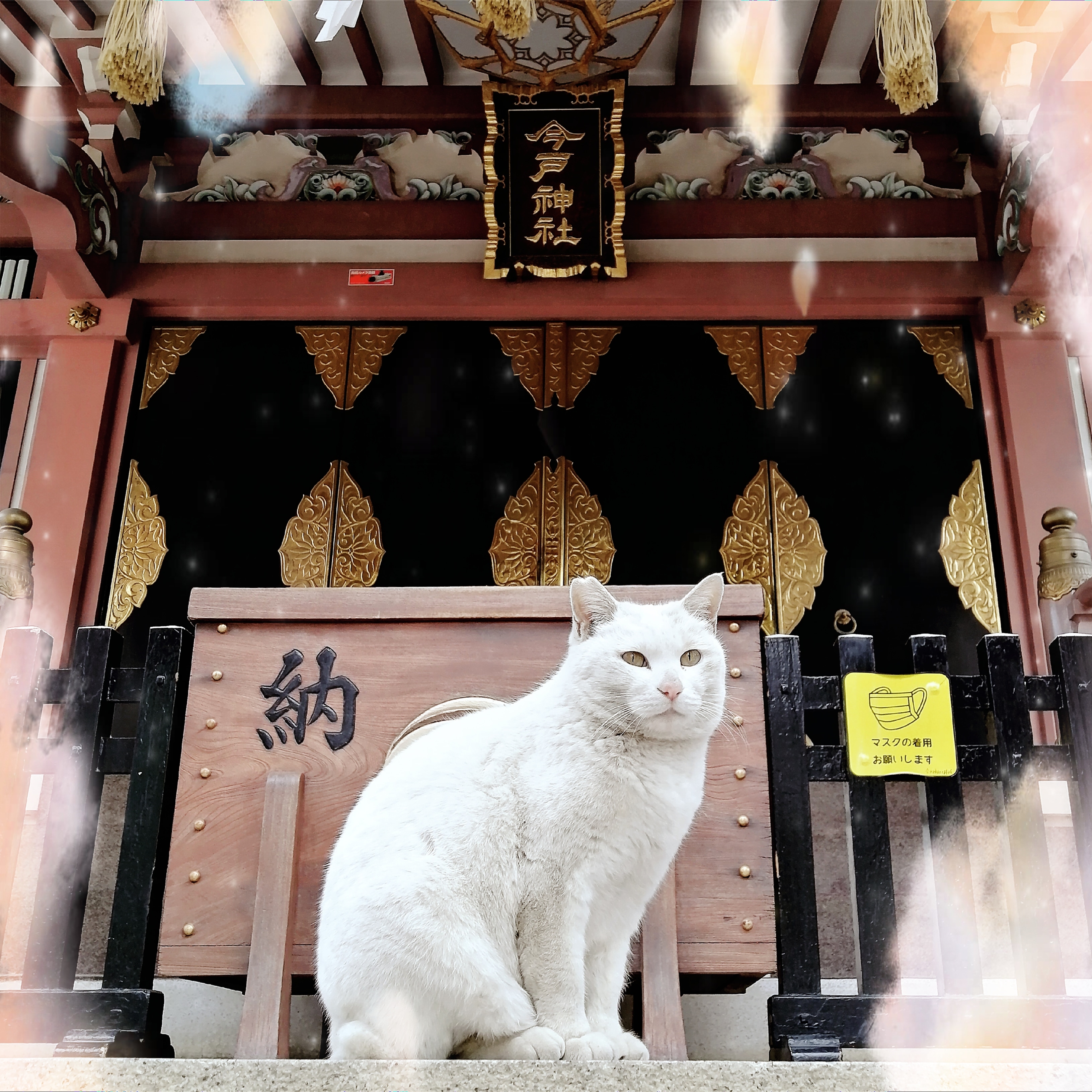 ⛩🐾白猫『ナミちゃん』🐾⛩