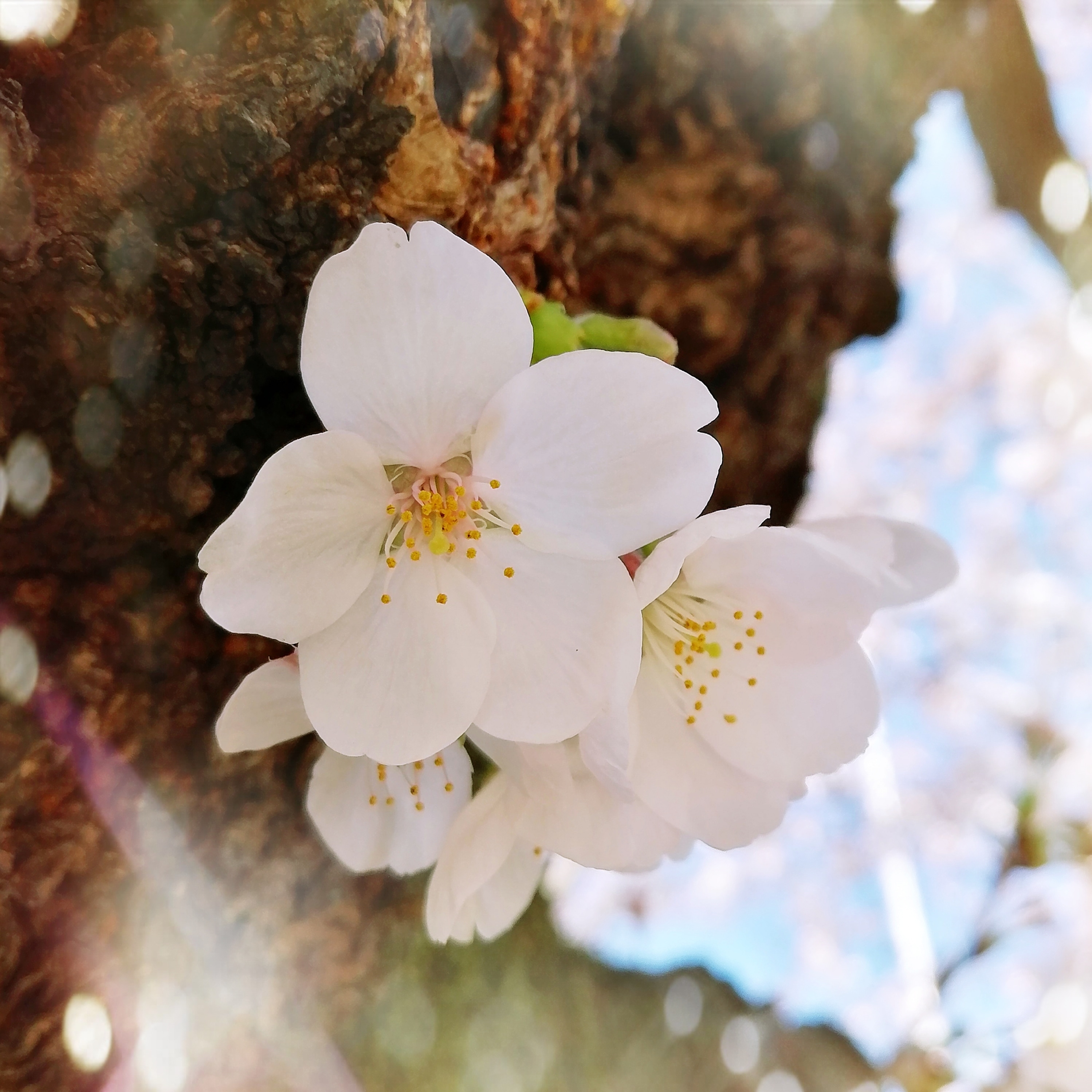 🌸今戸神社の可愛い桜🌸