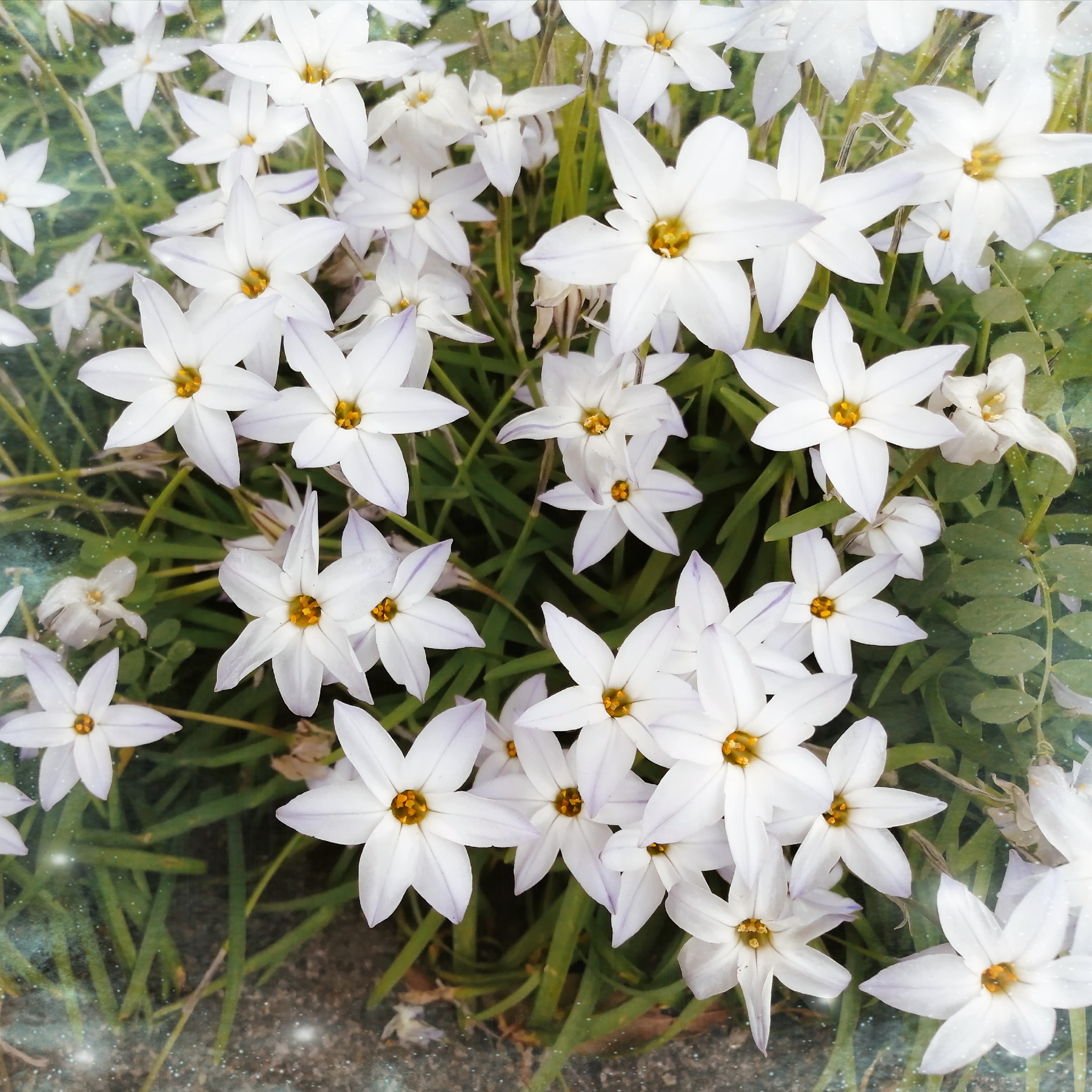 🍀🌼可愛い白い花🌼🍀