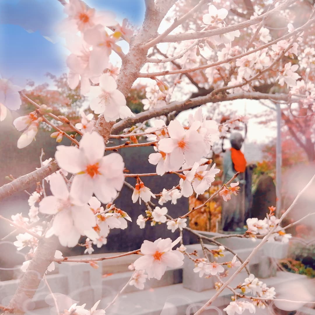 🌸上野公園の桜と紅葉🍁