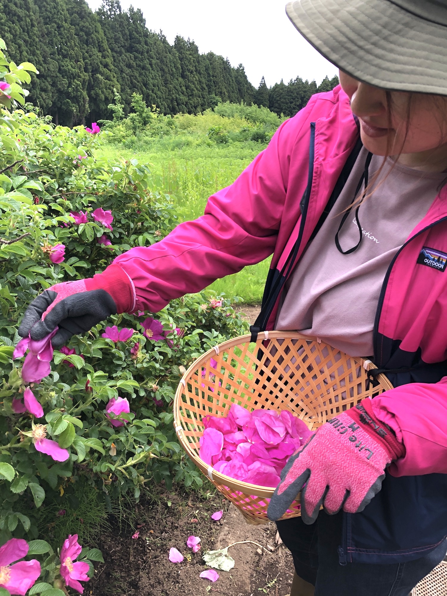 ＜Japanese rose Week 2024＞ハマナス花摘み体験 まとめレポート