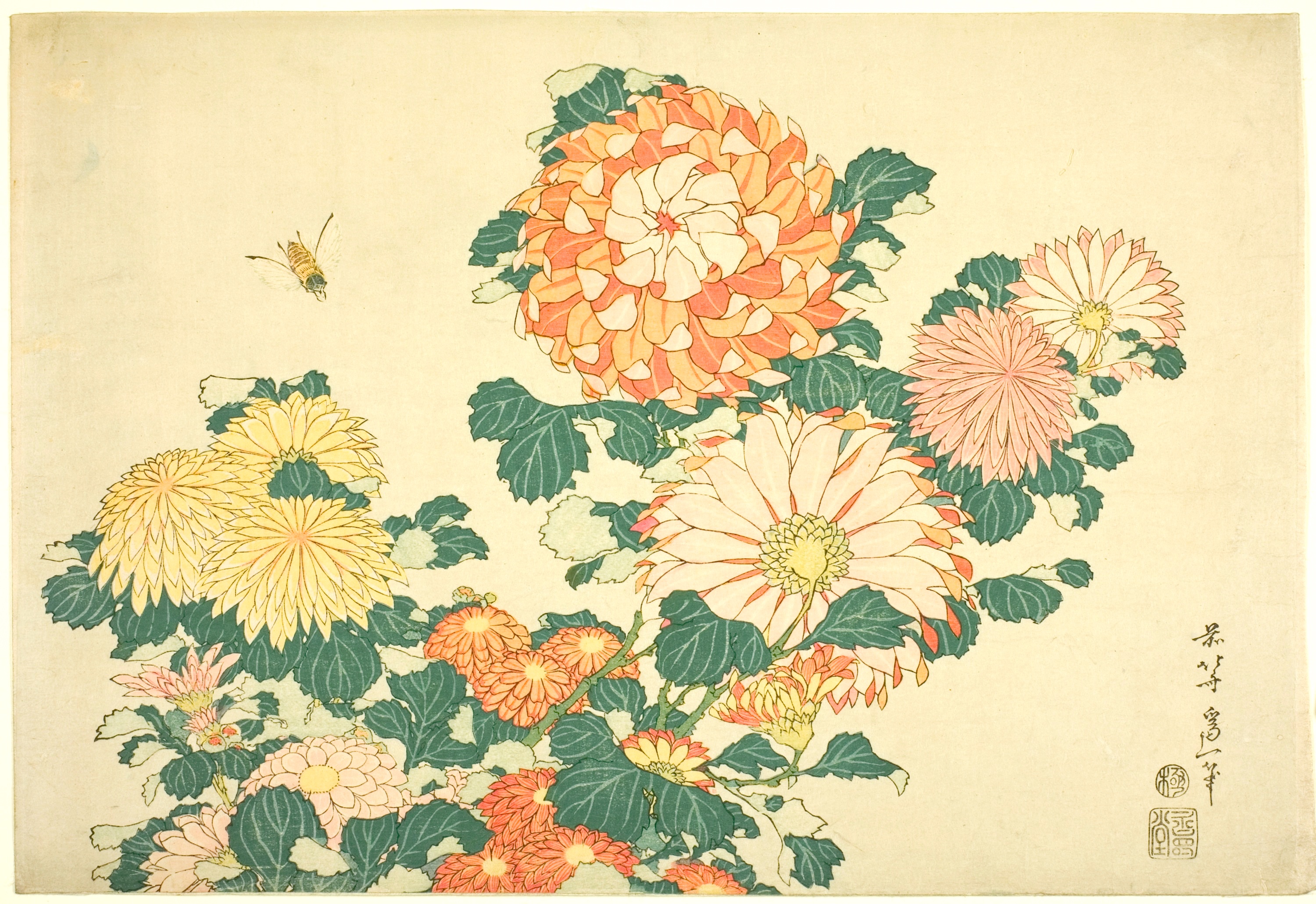 菊の文化　ニッポンの元祖エディブルフラワー「食用菊」にはどんなものがあるの？