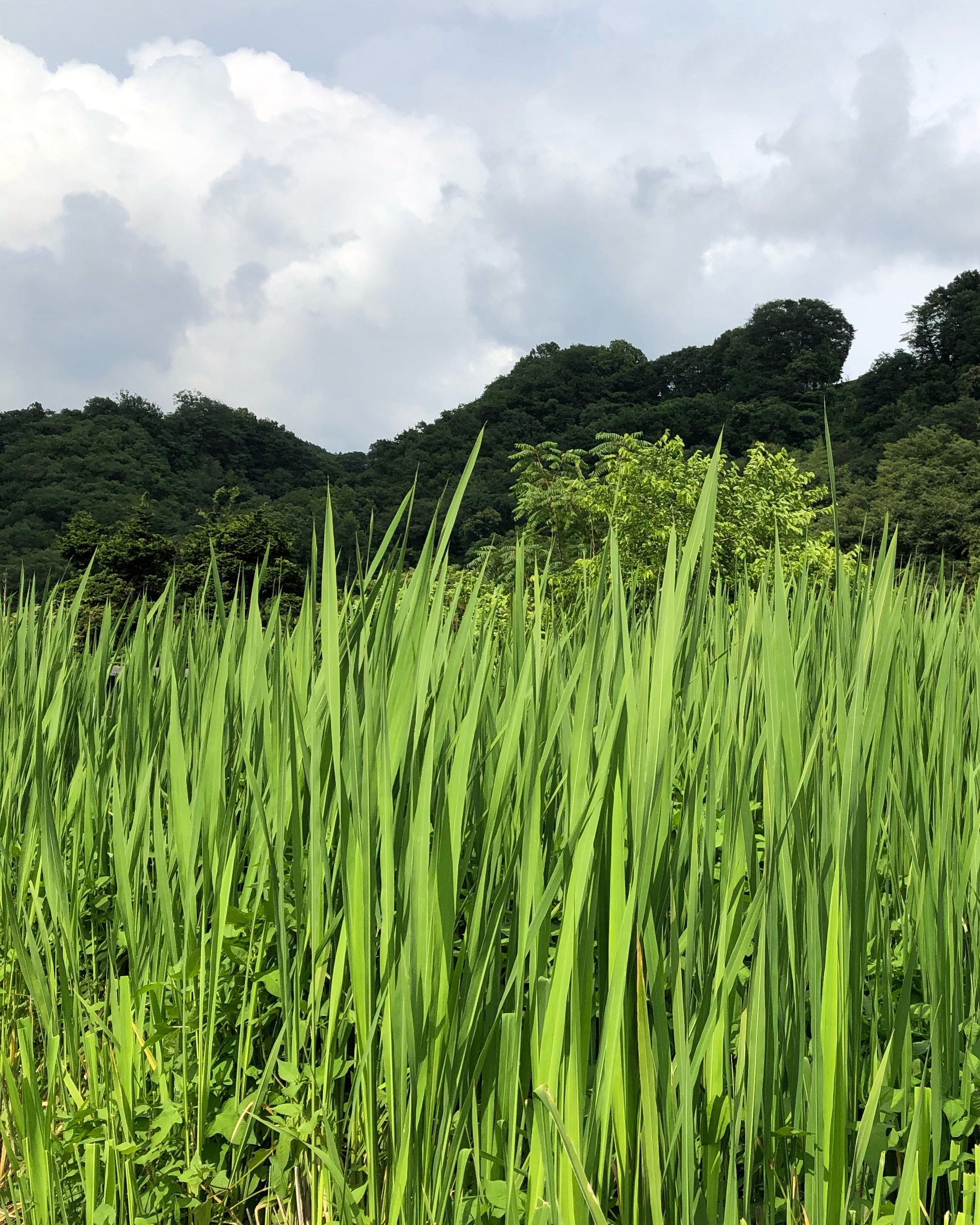 真菰の効果　美肌シワたるみ