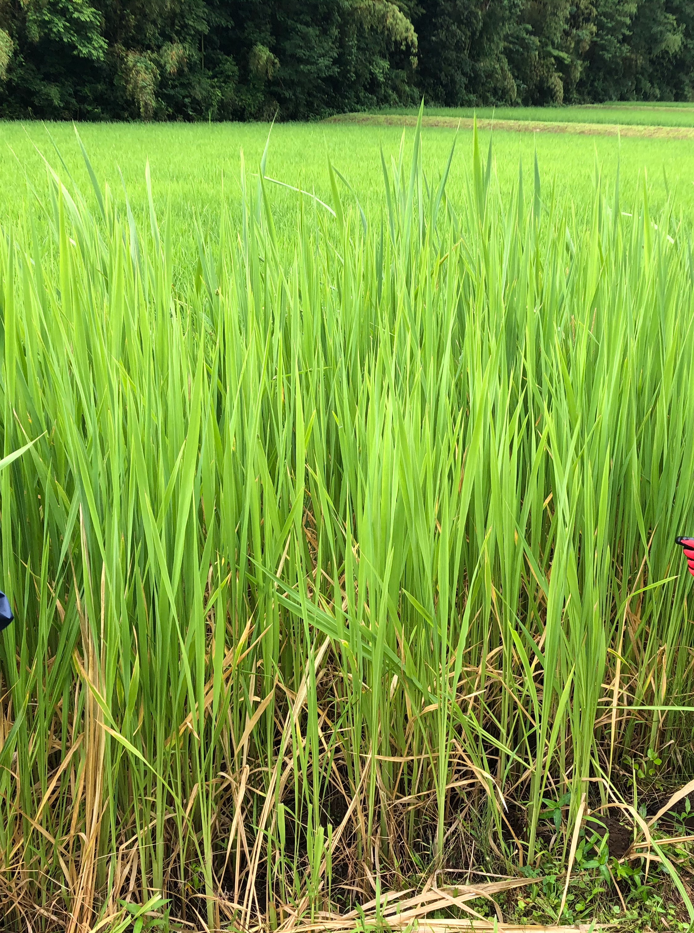 真菰の効果　重金属