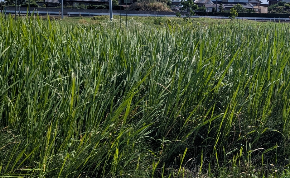 ショップ再開いたしました