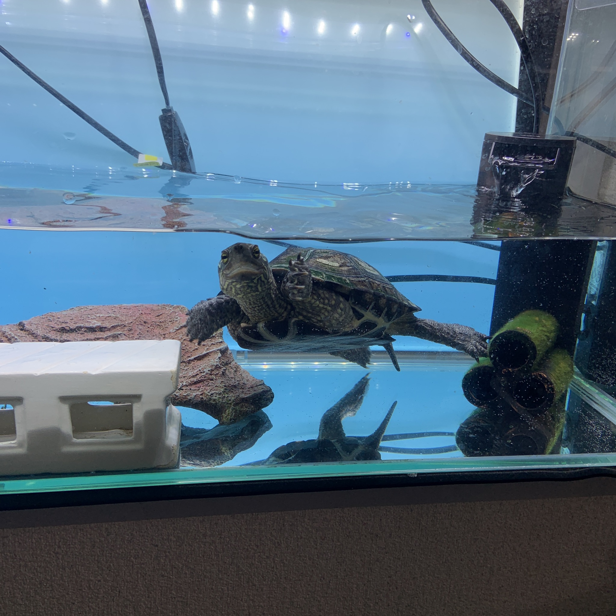 コラボ企画から６日目
