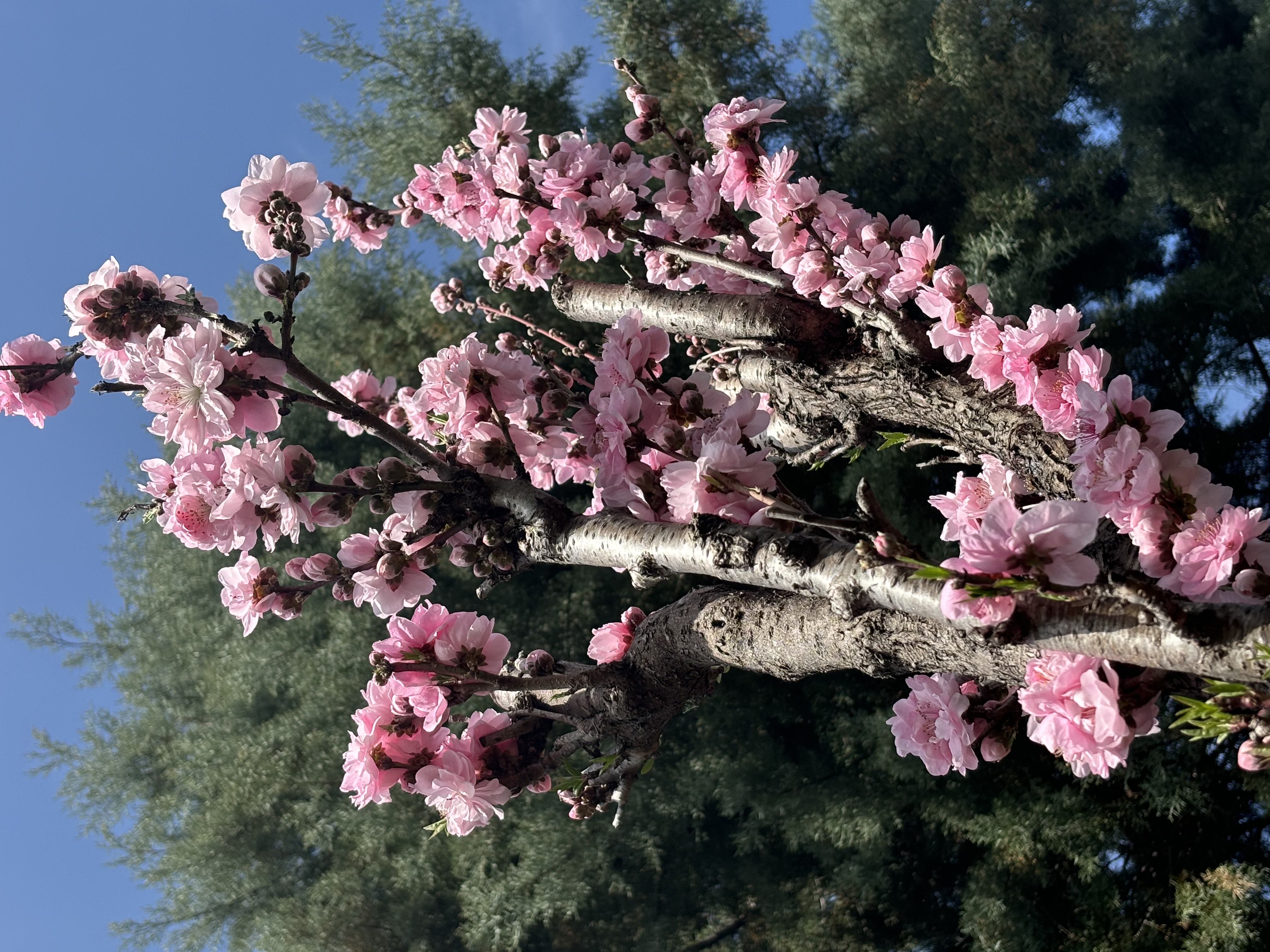 華やかにピンクの花を咲かせました