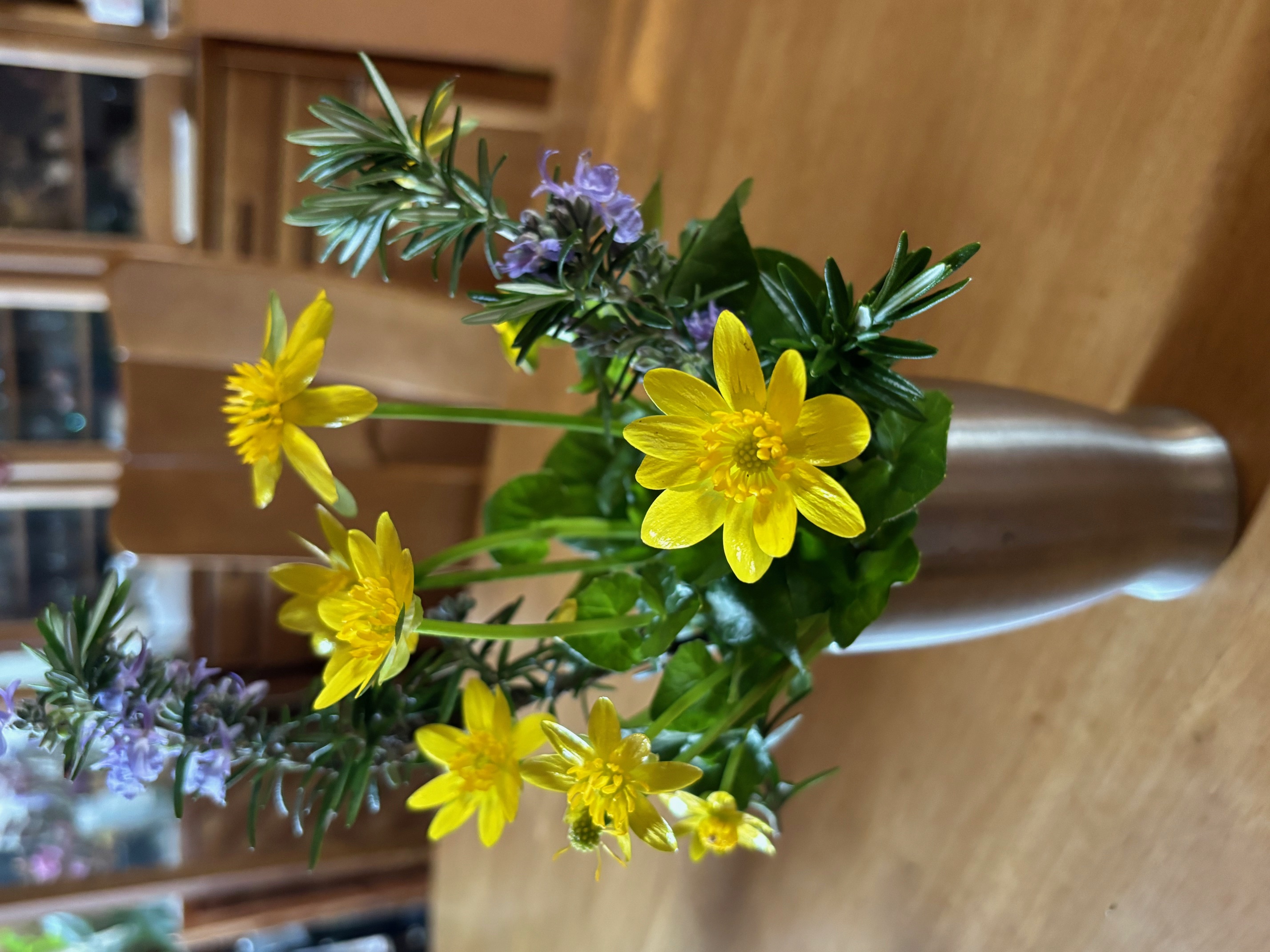 今日の一輪　姫リュウキンカ