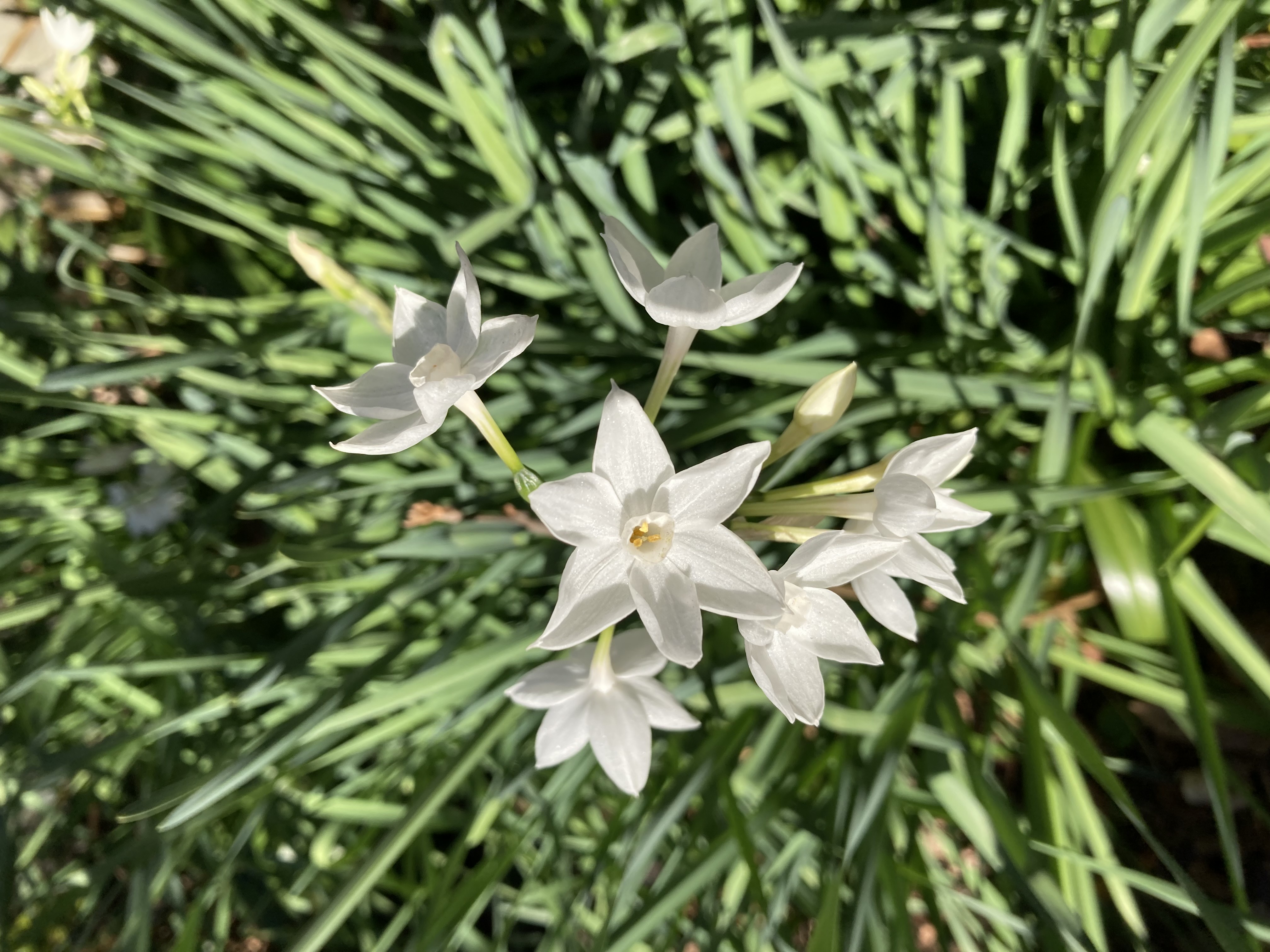 庭の花だよりは水仙から