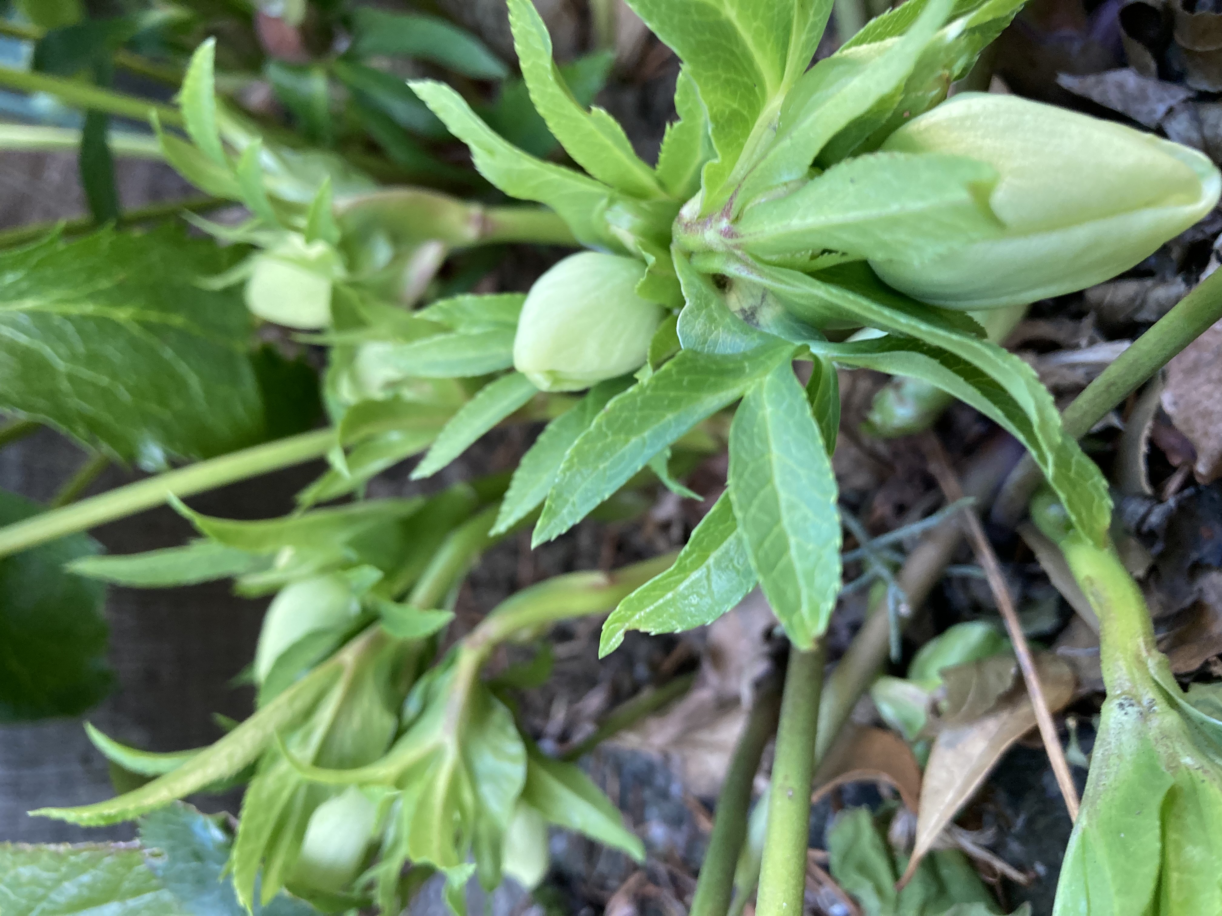 さびしい冬の庭でしたが、そろそろ お花が咲き始めます(^^♪