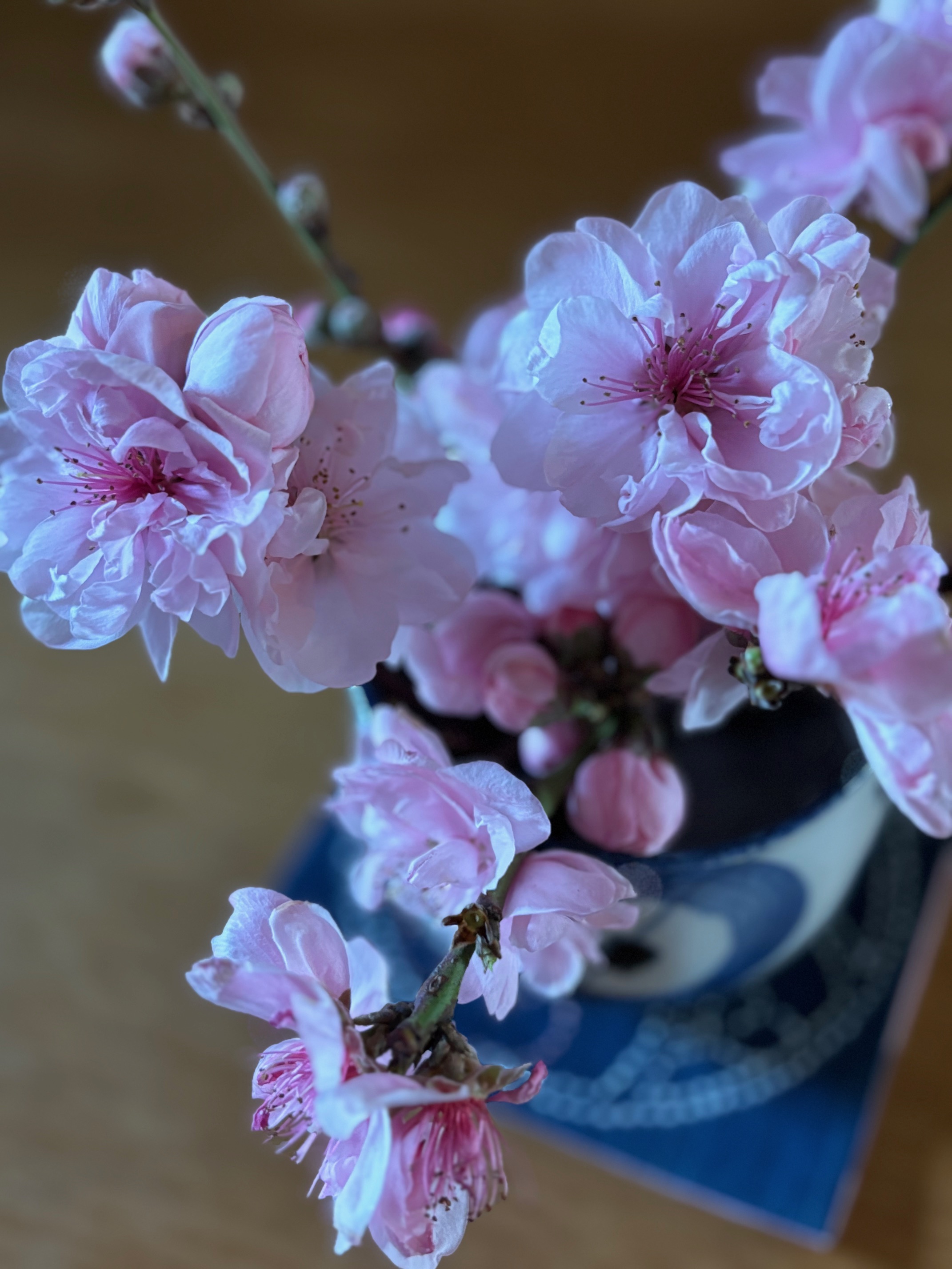 今日のひと枝　ハナモモ