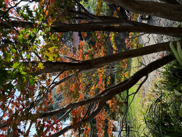 庭のもみじが一気に紅葉