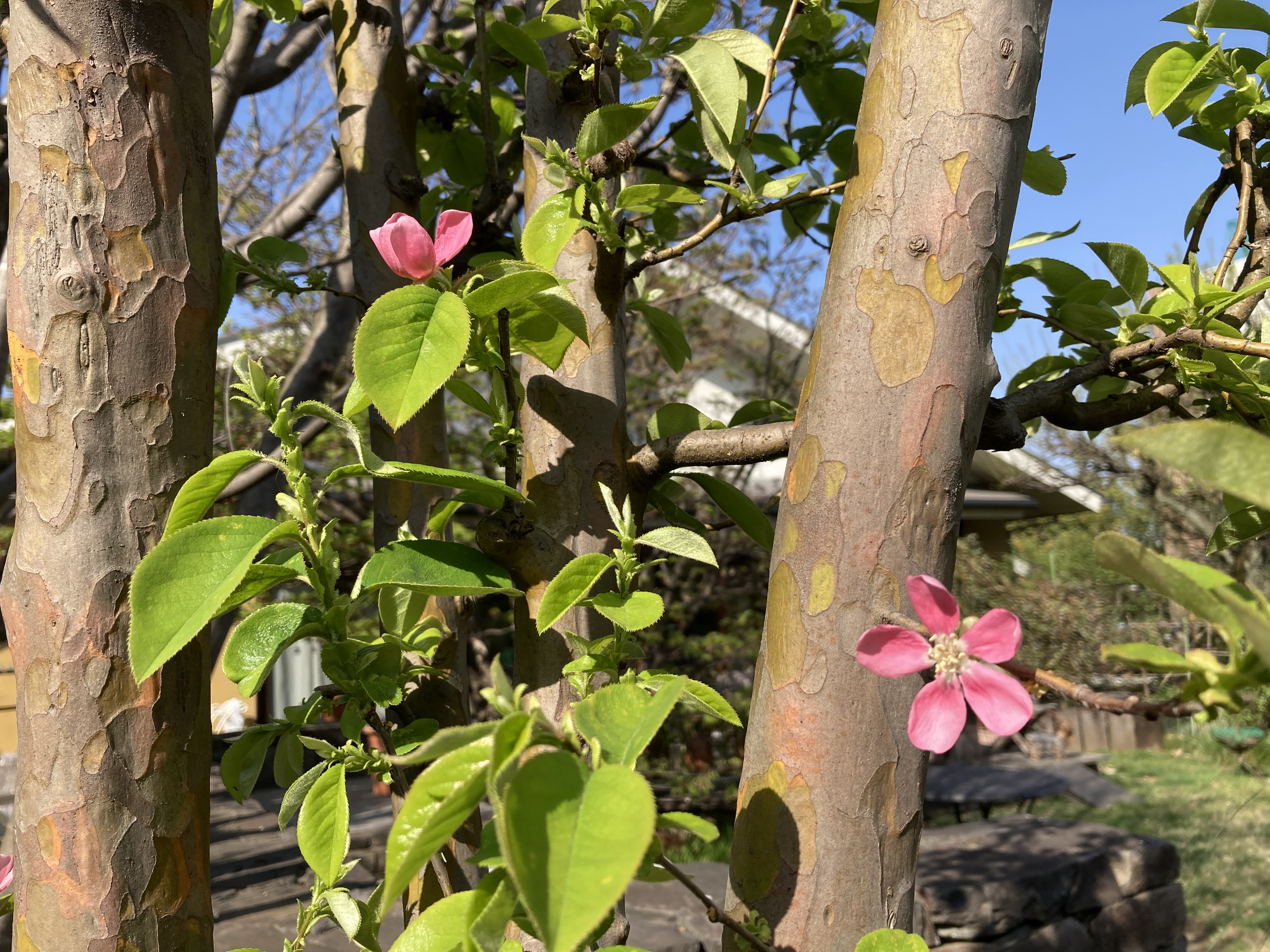 実は香りがよく、のどの薬として有名です　～  花梨  ～