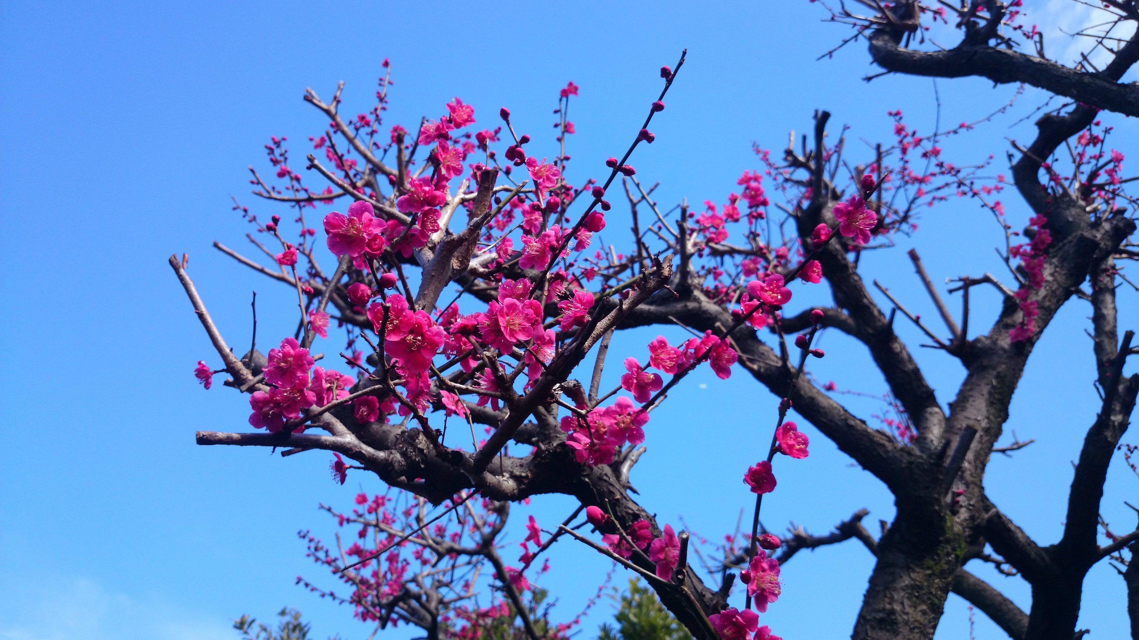 満開になり、華やぎと香りをもたらしてくれます