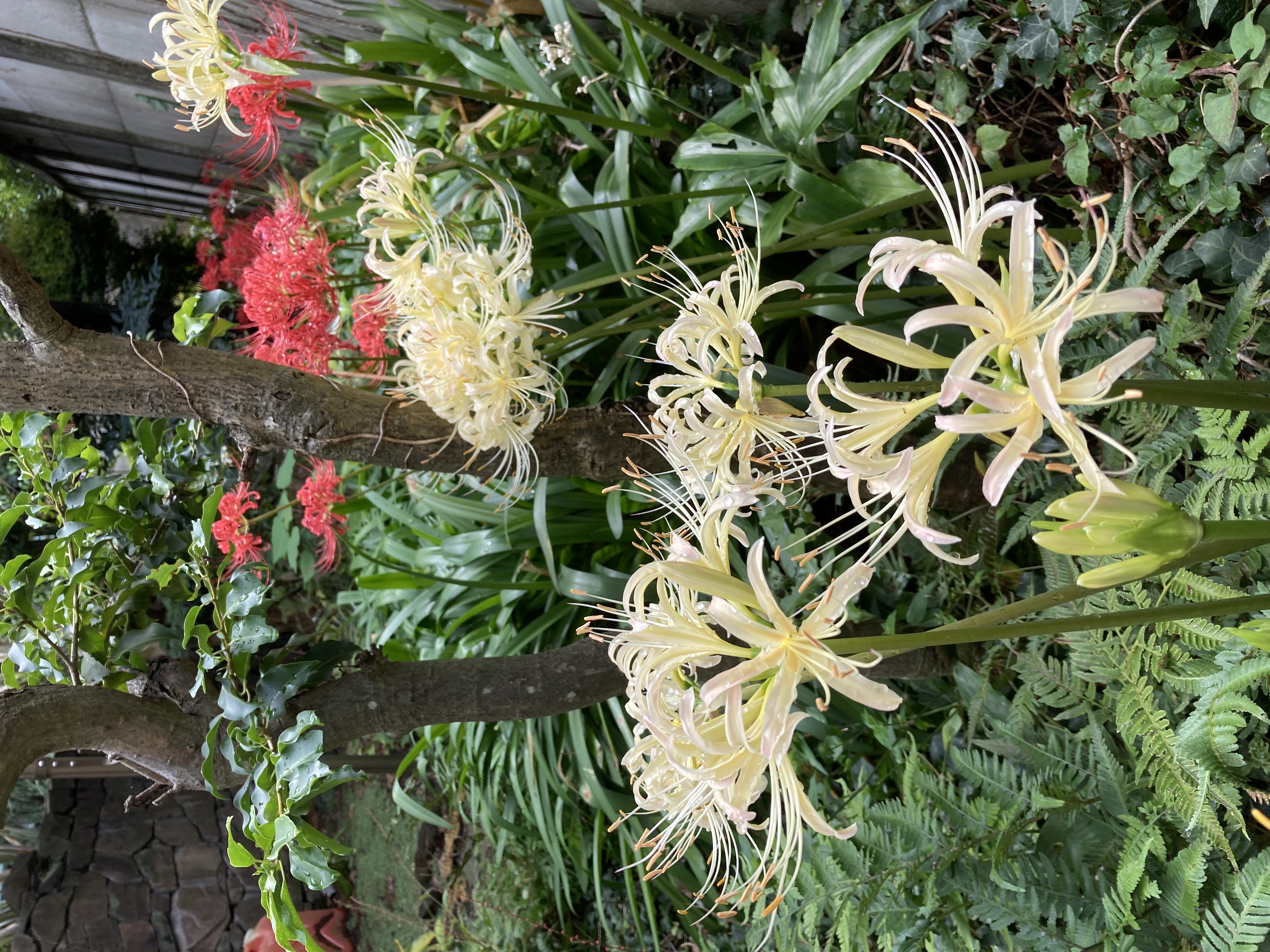秋雨が降って、お彼岸の頃に花を咲かせます　～ 彼岸花 ～