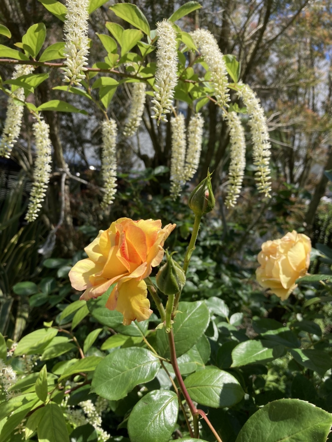 黄色の花びらに少し赤みをつけて、お客様に大人気の薔薇です。