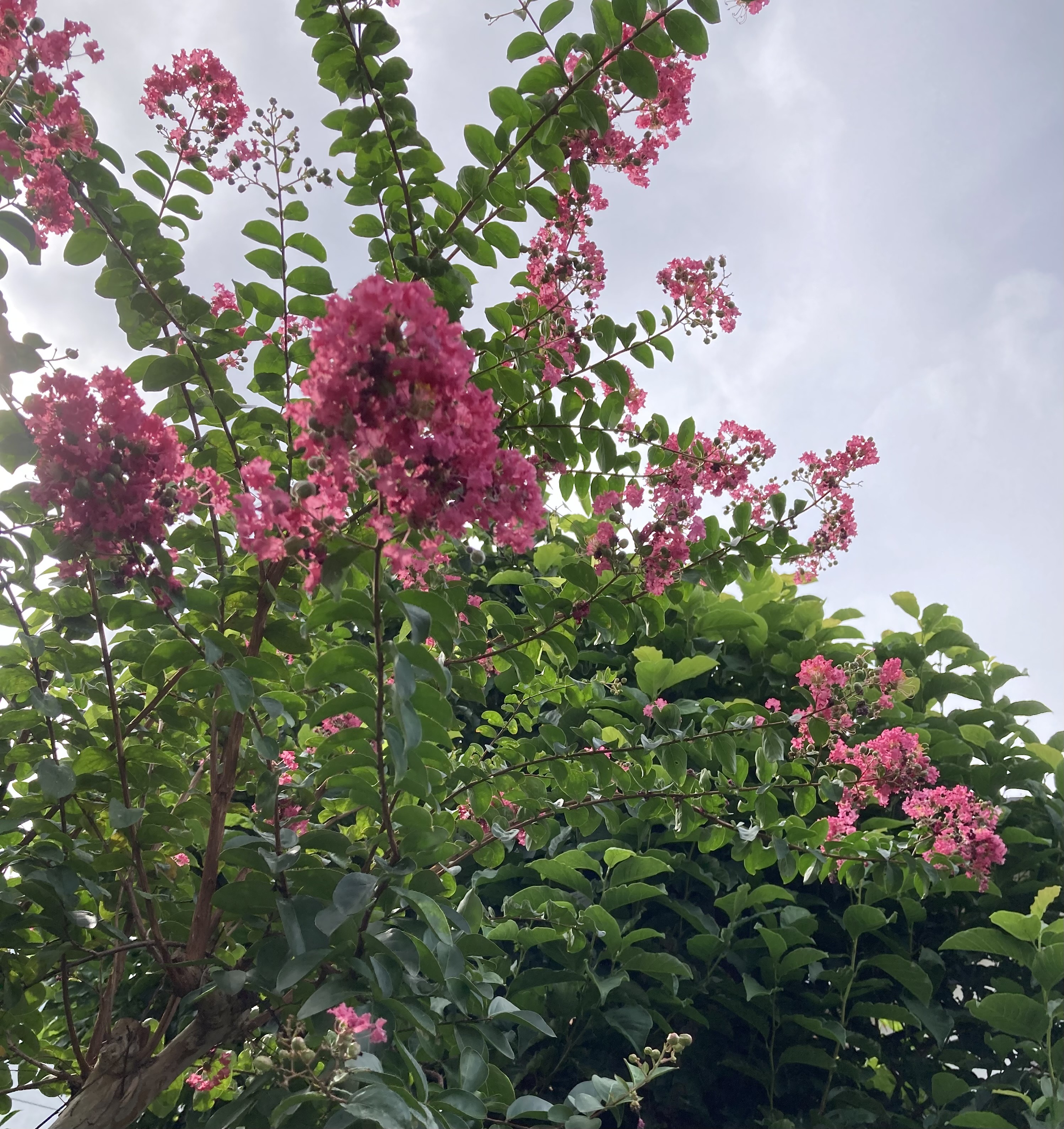 幹を見ればつるつるで、お花がなくてもわかりますね　～ 百日紅 ～