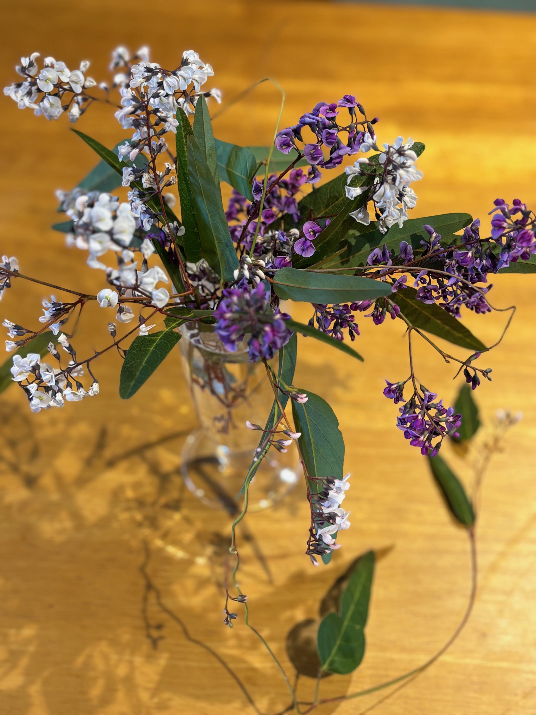 今日の一輪　ハーデンベルギア