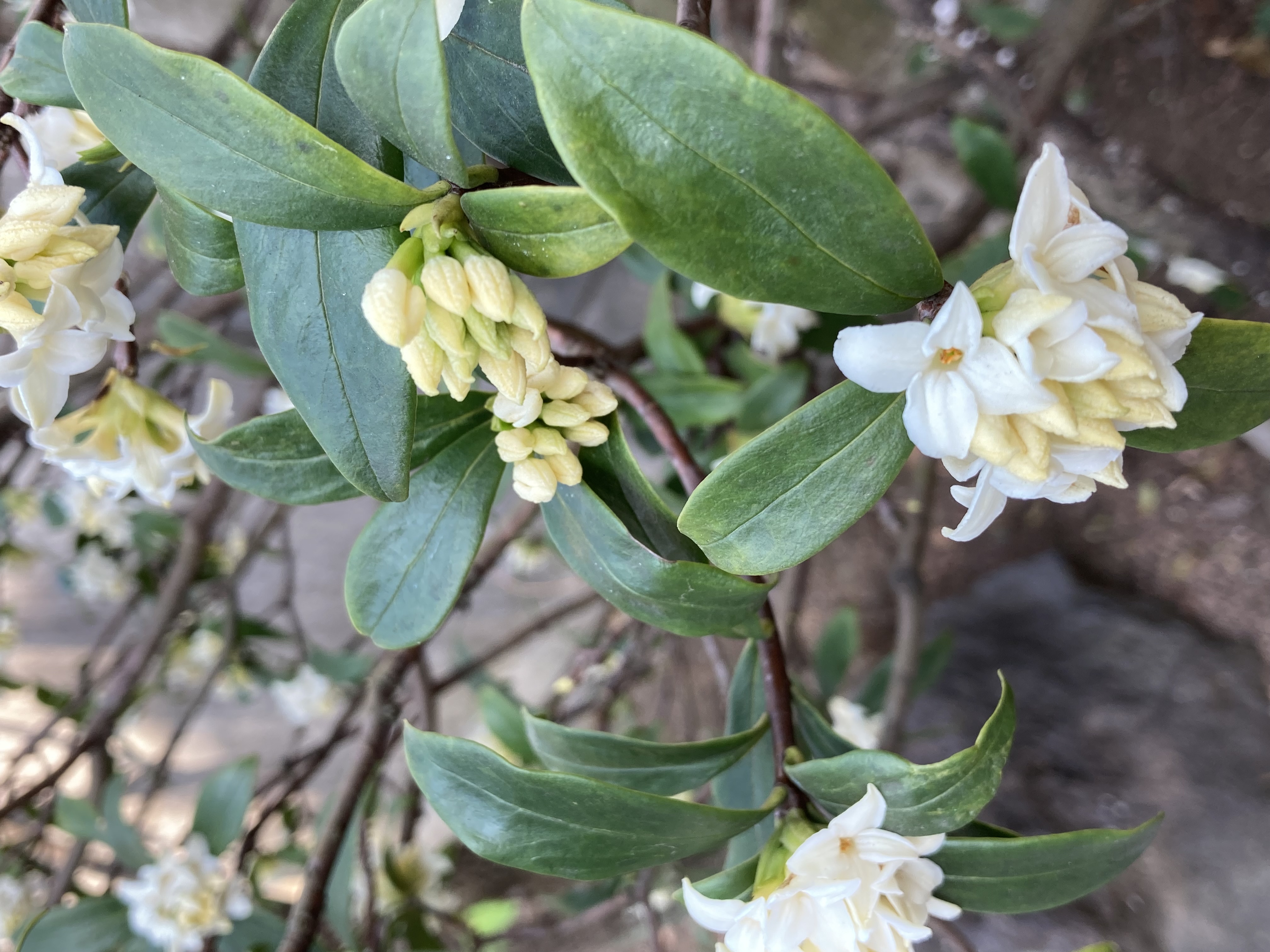 枝先に花をいっぱいつけて、沈丁花が 甘い香りを漂わせています